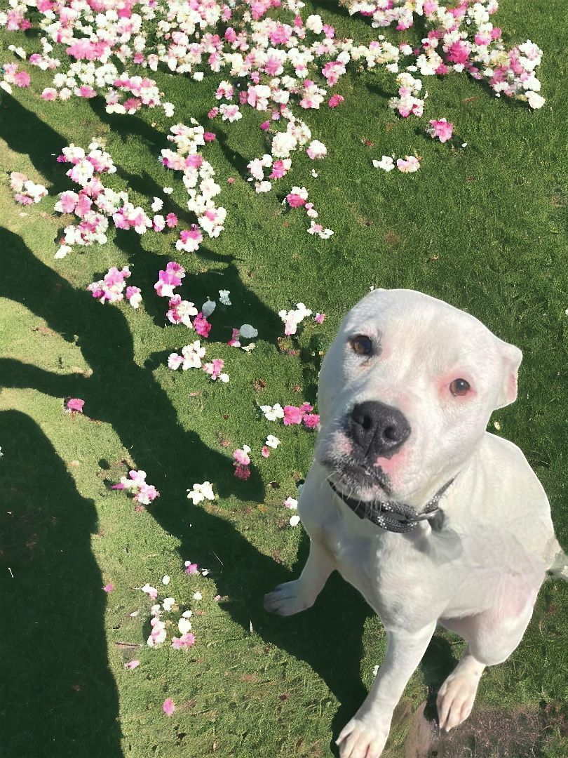 Dani, an adoptable Pit Bull Terrier, American Staffordshire Terrier in Ravenna, KY, 40472 | Photo Image 1