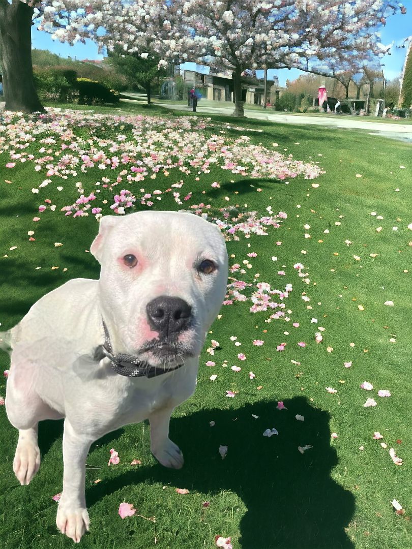 Dani, an adoptable Pit Bull Terrier, American Staffordshire Terrier in Ravenna, KY, 40472 | Photo Image 2