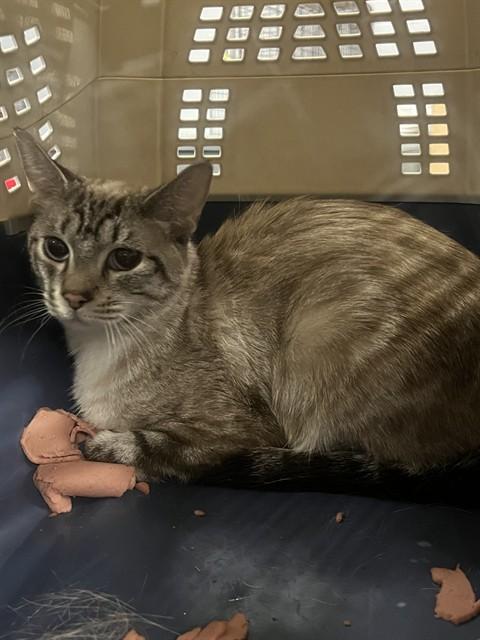 Enlarge FAYE, a Adoptable Siamese in Casper, WY image 1/1