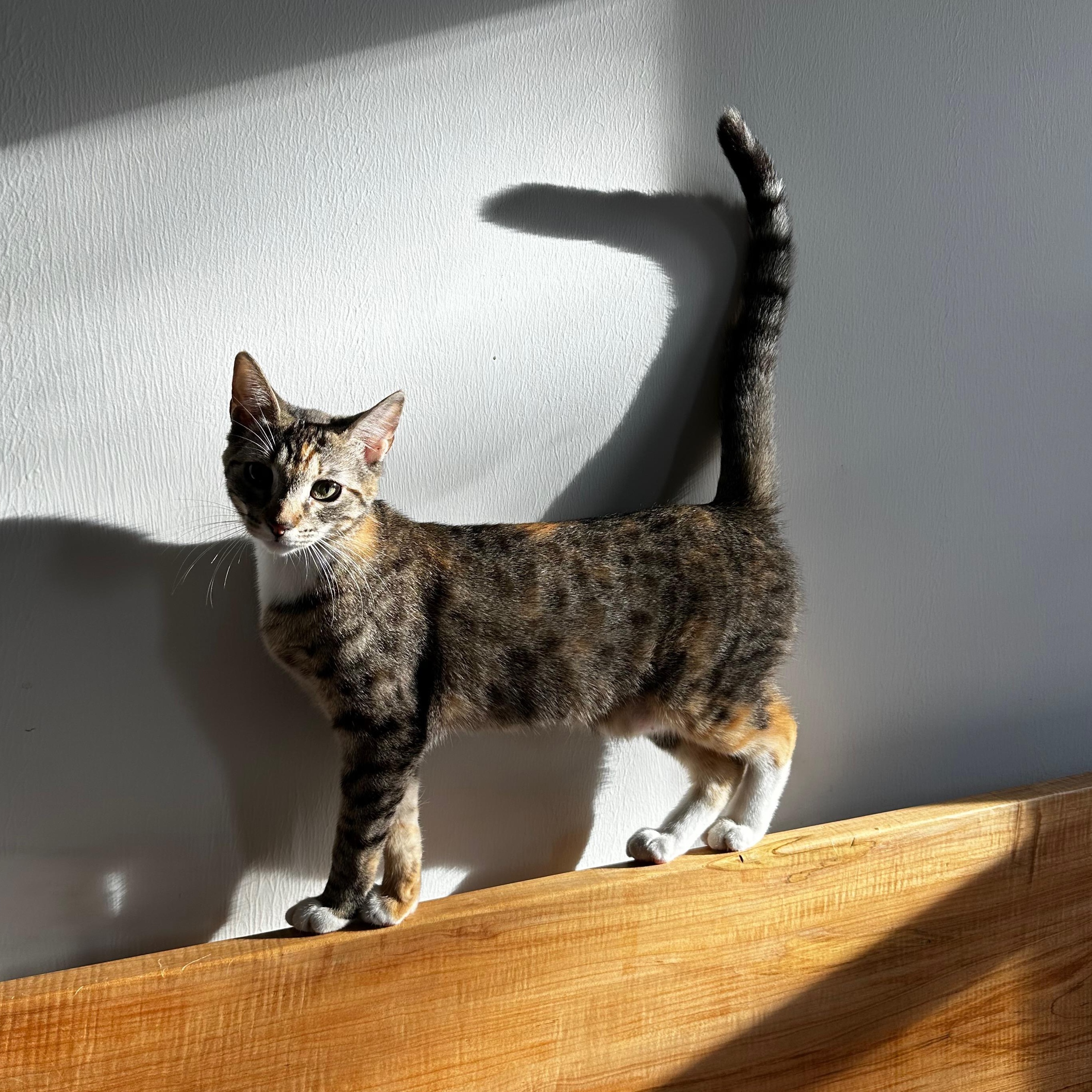 Winnie (Puddle), ADOPTABLE, Young Female Domestic Short Hair.