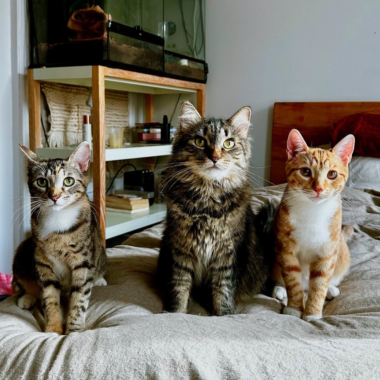 Enlarge Winnie (Puddle), a ADOPTABLE Domestic Short Hair in Ridgewood, NY image 2/5