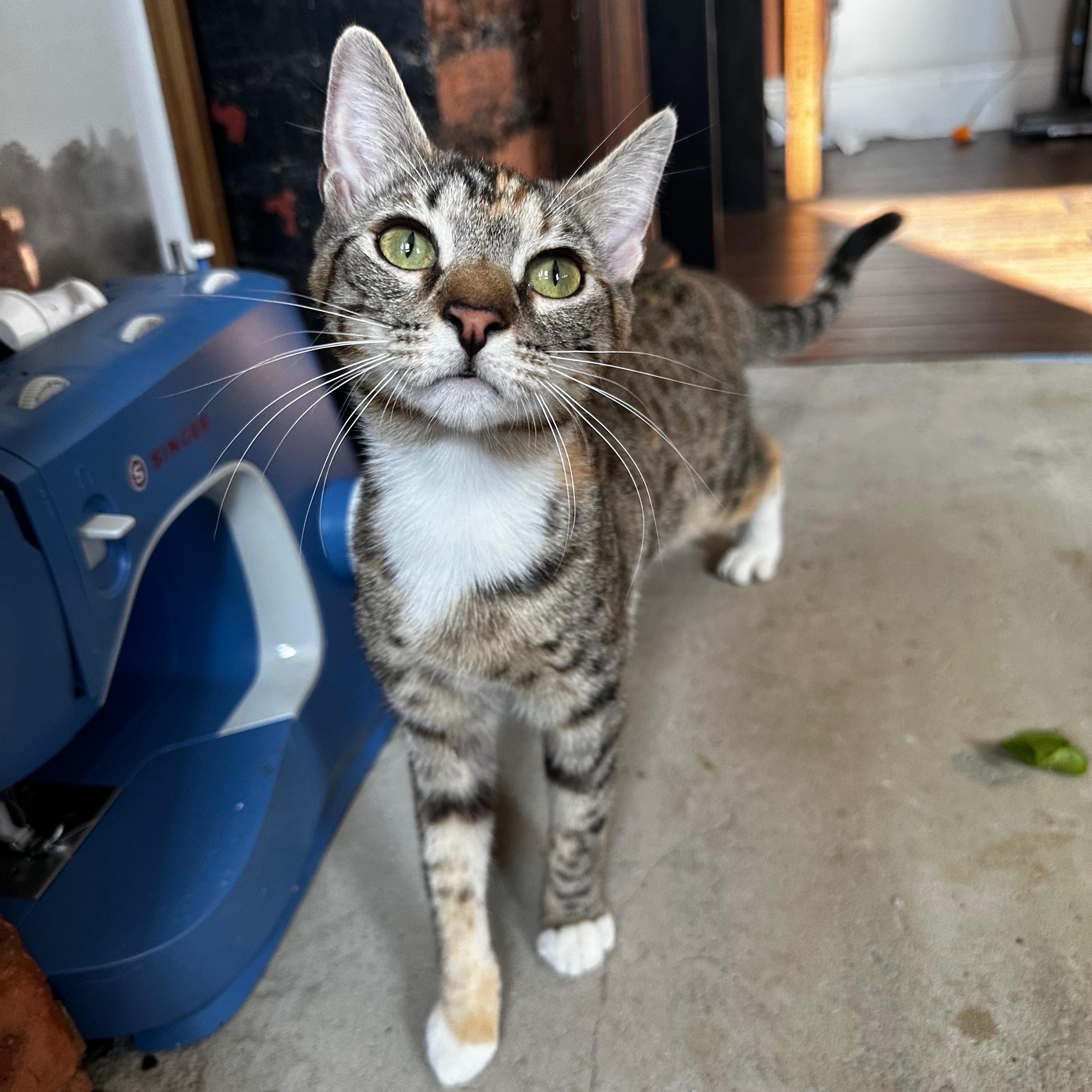 Enlarge Winnie (Puddle), a ADOPTABLE Domestic Short Hair in Ridgewood, NY image 4/5