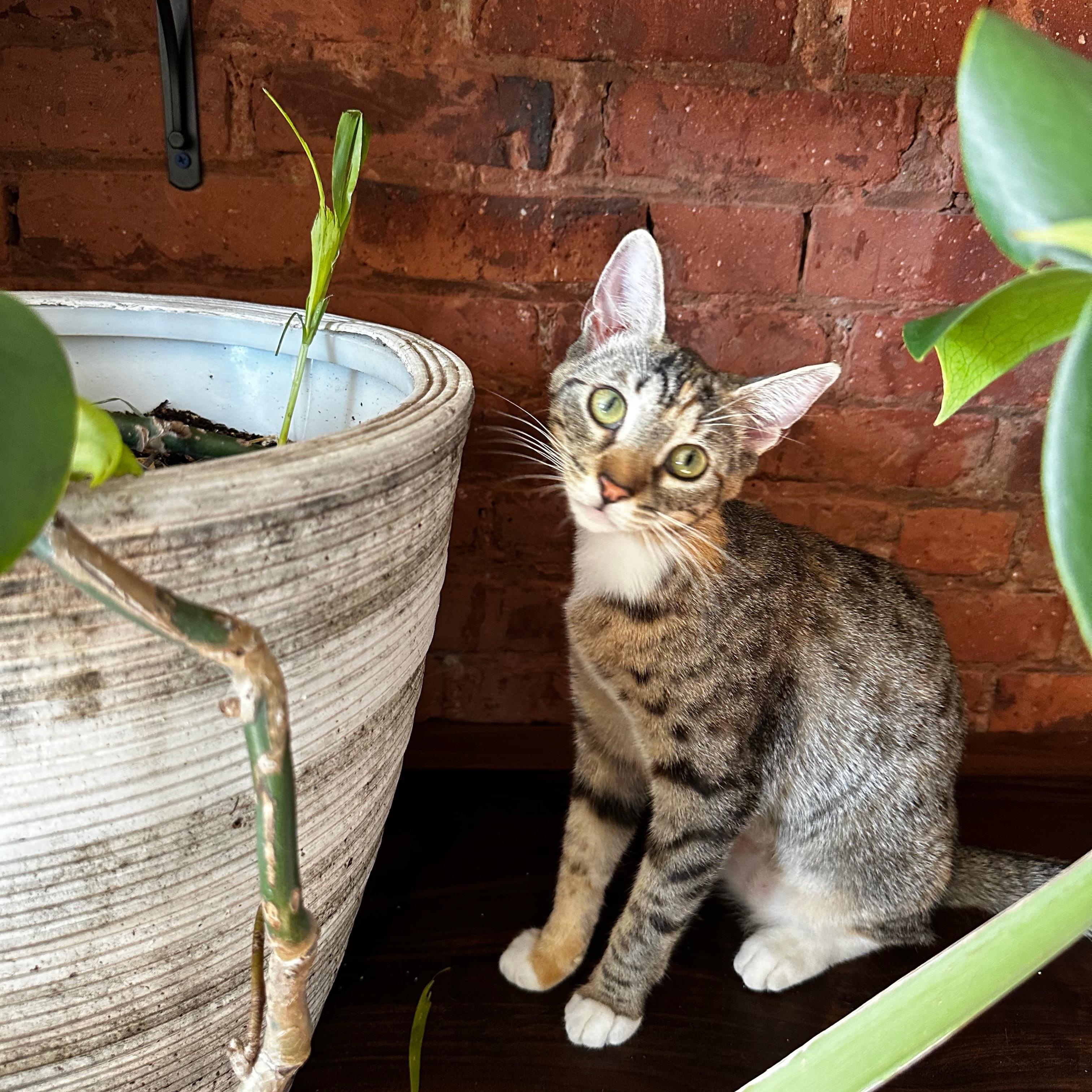 Enlarge Winnie (Puddle), a ADOPTABLE Domestic Short Hair in Ridgewood, NY image 5/5