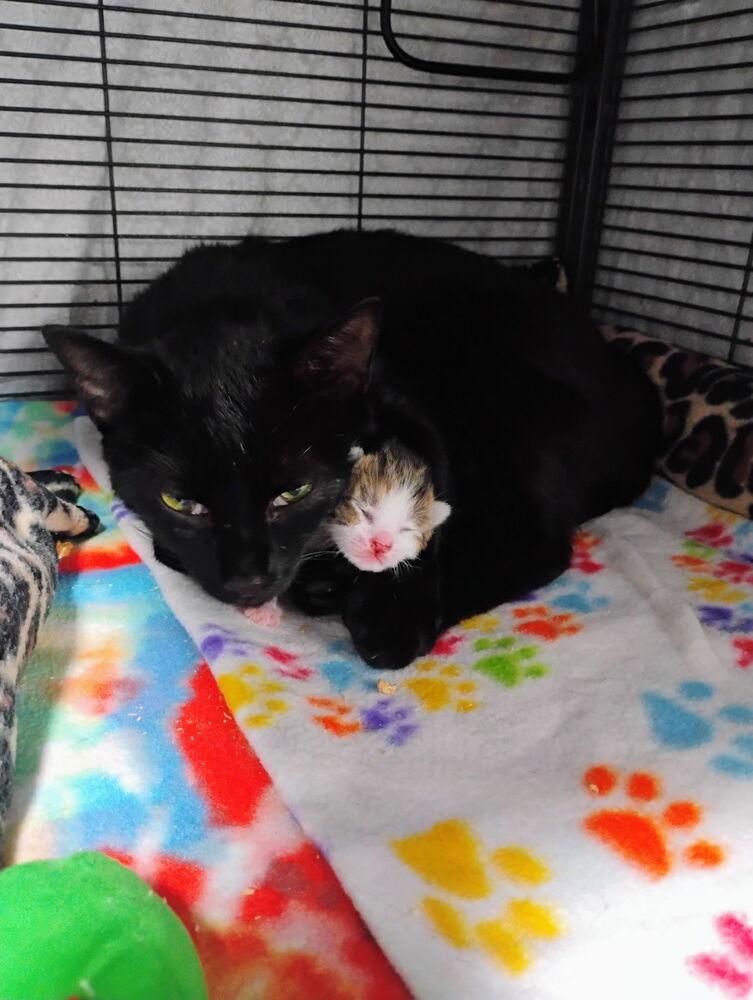 Enlarge Betty, a Adopted Domestic Short Hair in Dickson, TN image 1/1