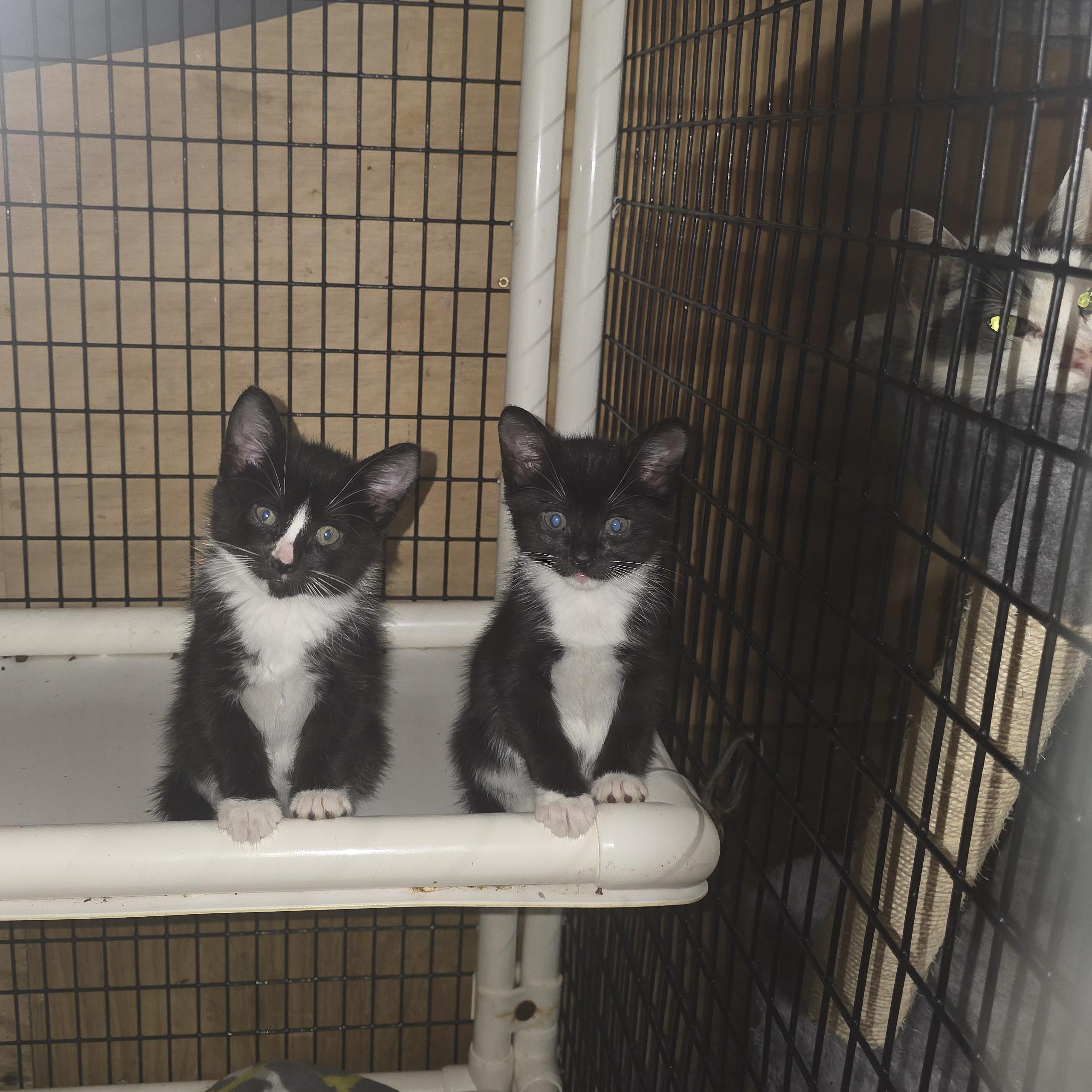 Enlarge Gala, an adopted Domestic Short Hair in Johnson City, NY image 3/3