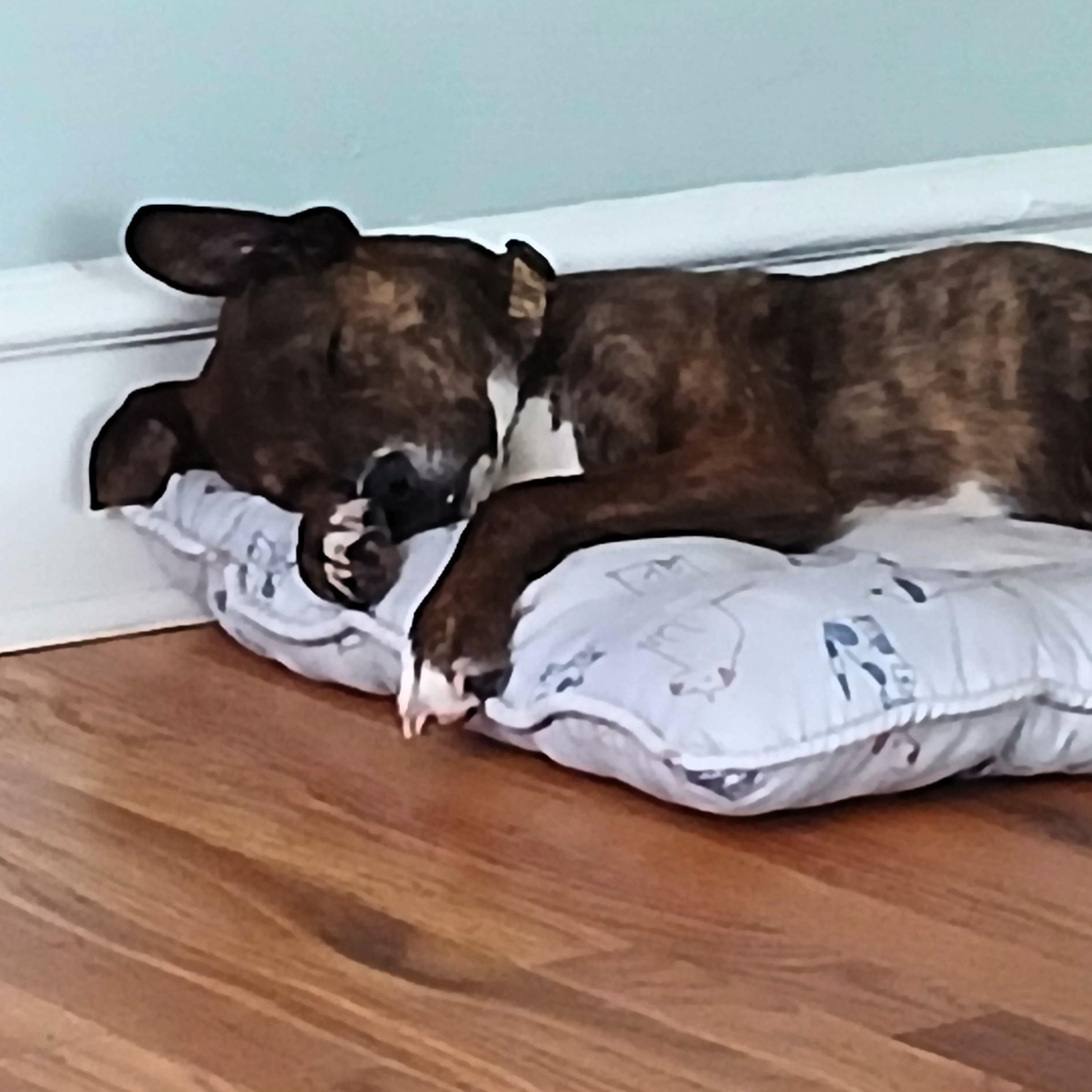 Penny, Adopted, Adult Female Mixed Breed.