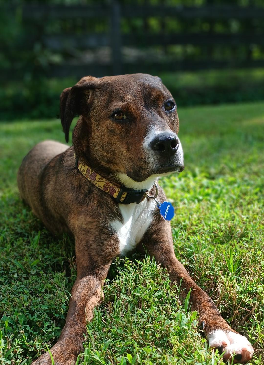 Enlarge Penny, a Adopted mixed breed in Glen Morgan, WV image 3/6