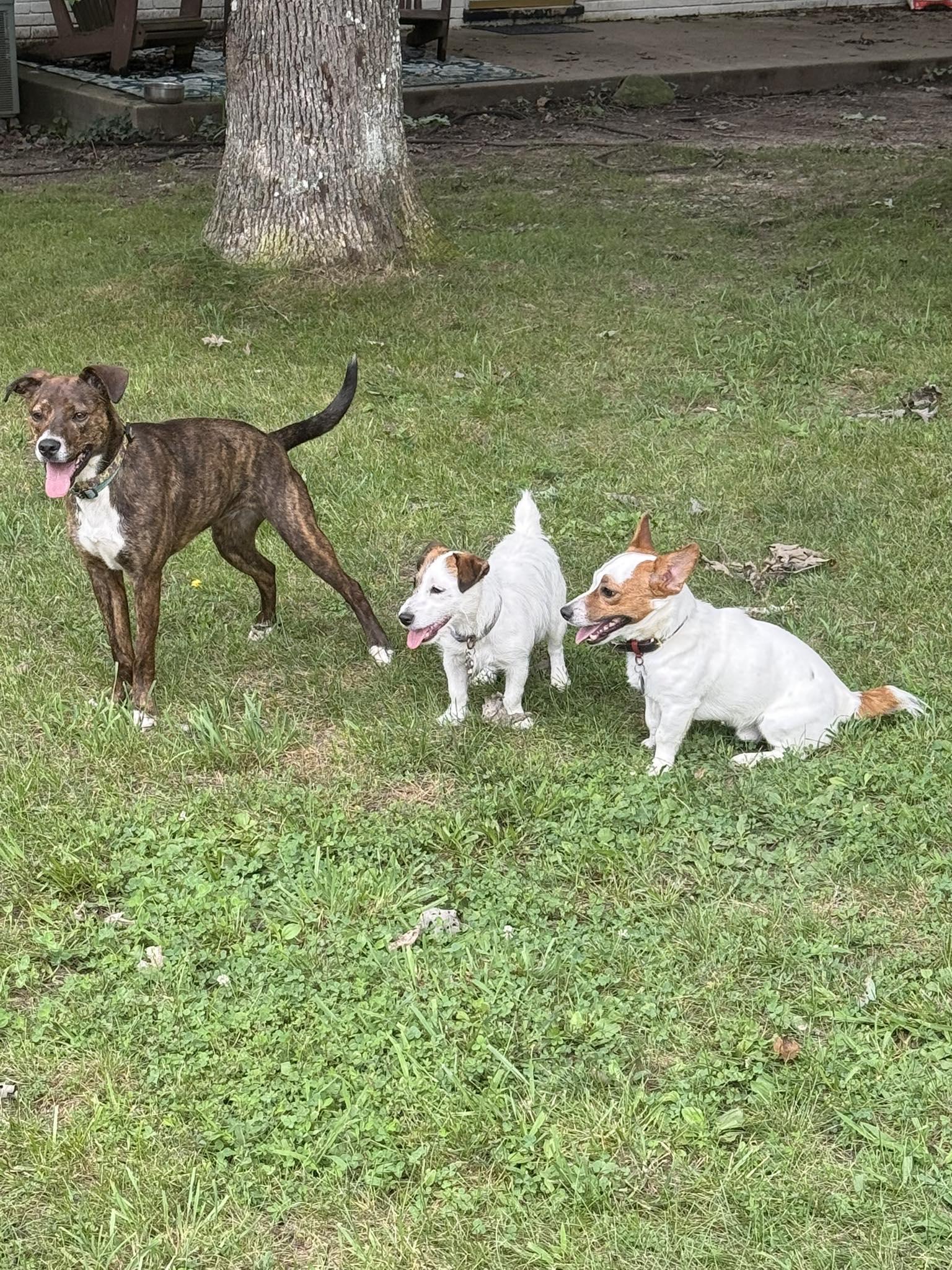 Enlarge Penny, a Adopted mixed breed in Glen Morgan, WV image 4/6