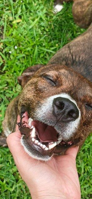 Enlarge Penny, a Adopted mixed breed in Glen Morgan, WV image 2/6