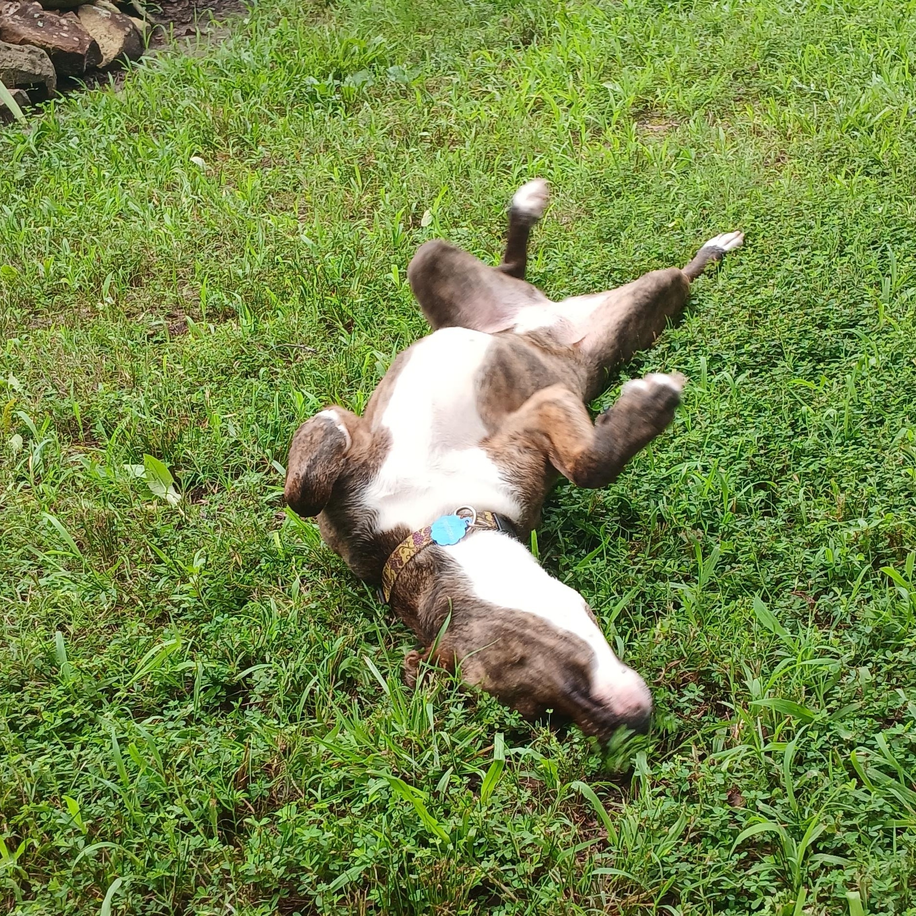 Enlarge Penny, a Adopted mixed breed in Glen Morgan, WV image 6/6