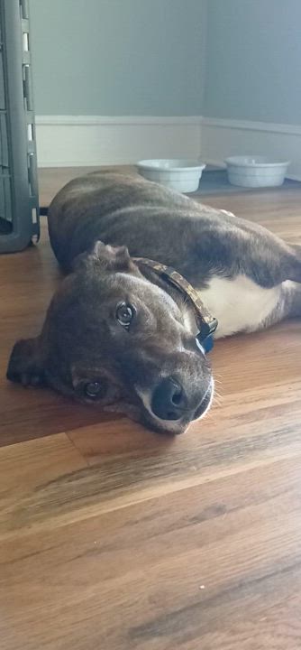 Enlarge Penny, a Adopted mixed breed in Glen Morgan, WV video 5/6