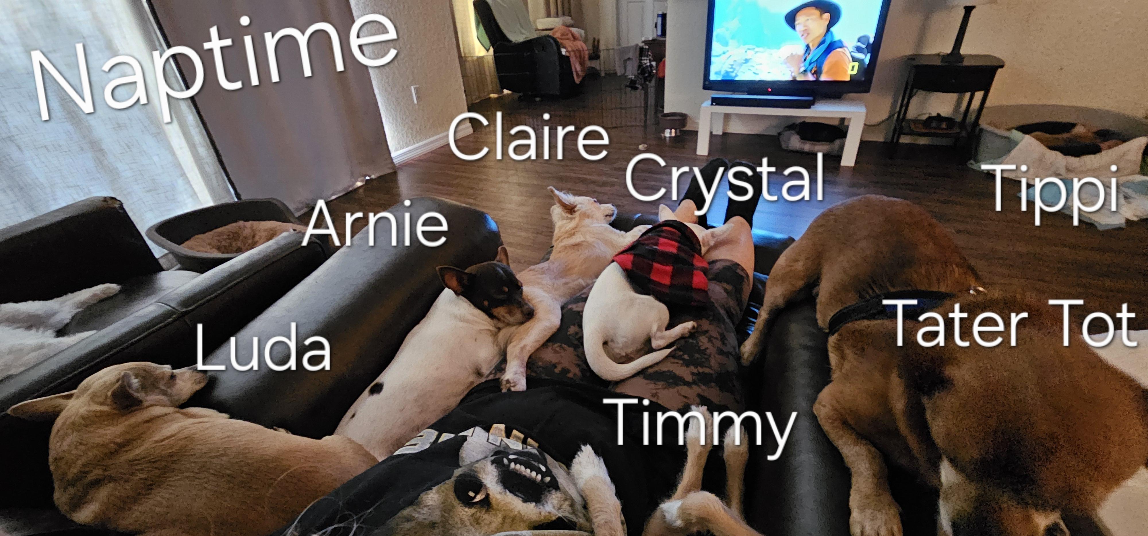 Enlarge Tater Tot, a Adoptable mixed breed in Weeki Wachee, FL image 1/5