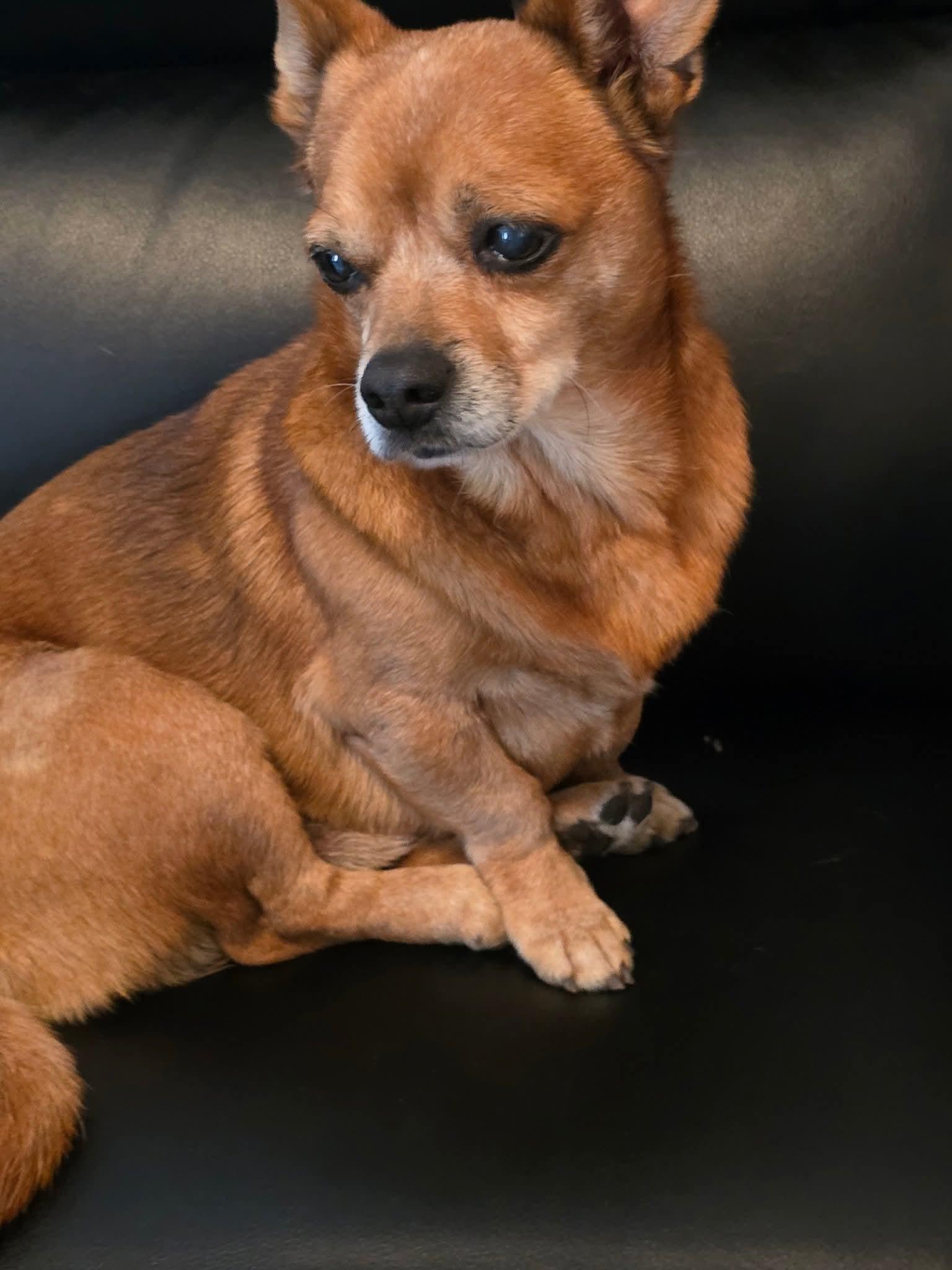 Tater Tot thumbnail 3