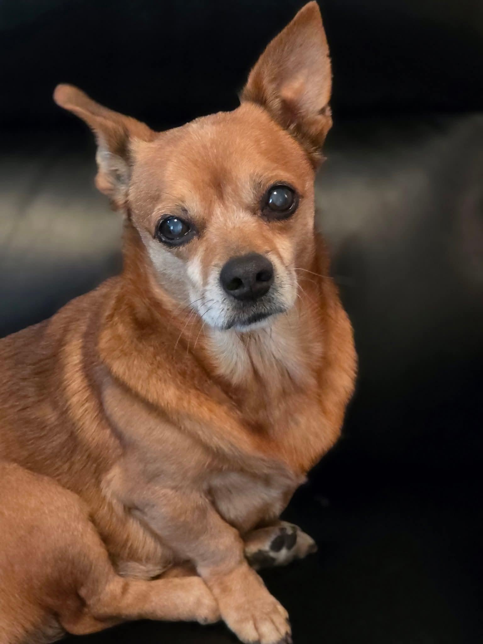 Tater Tot, Adoptable, Senior Male Chiweenie & Corgi.