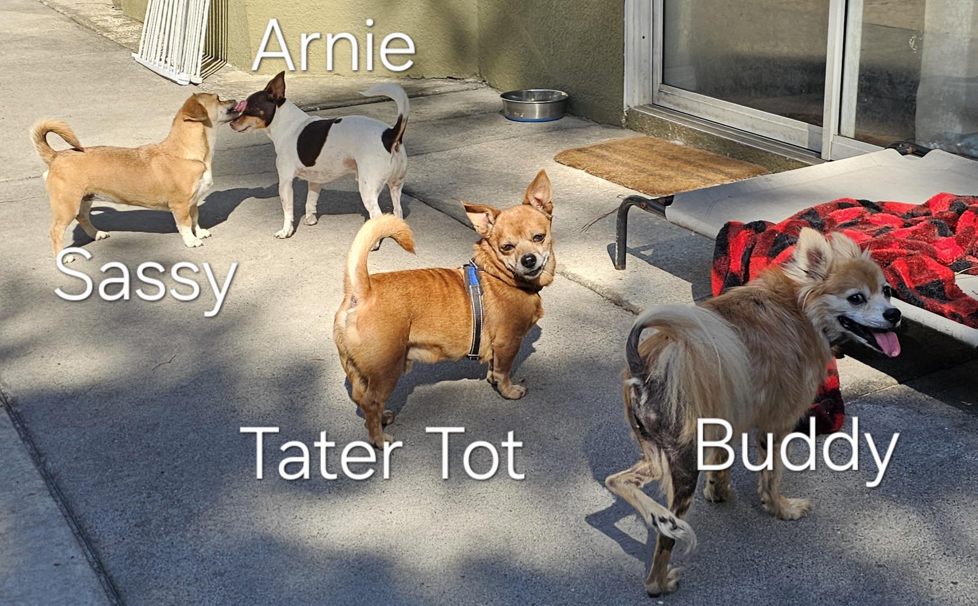 Enlarge Tater Tot, a Adoptable mixed breed in Weeki Wachee, FL image 3/5