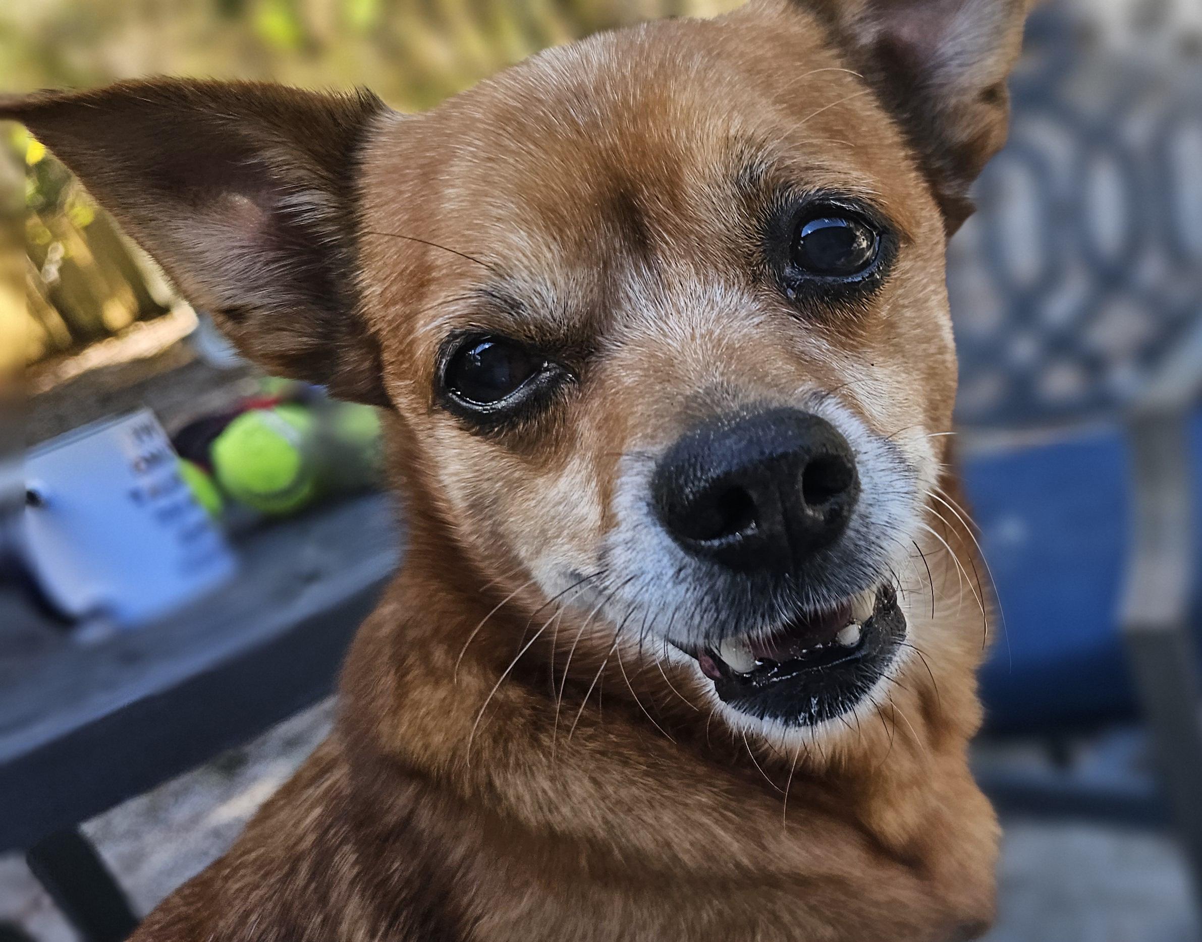 Enlarge Tater Tot, a Adoptable mixed breed in Weeki Wachee, FL image 4/5