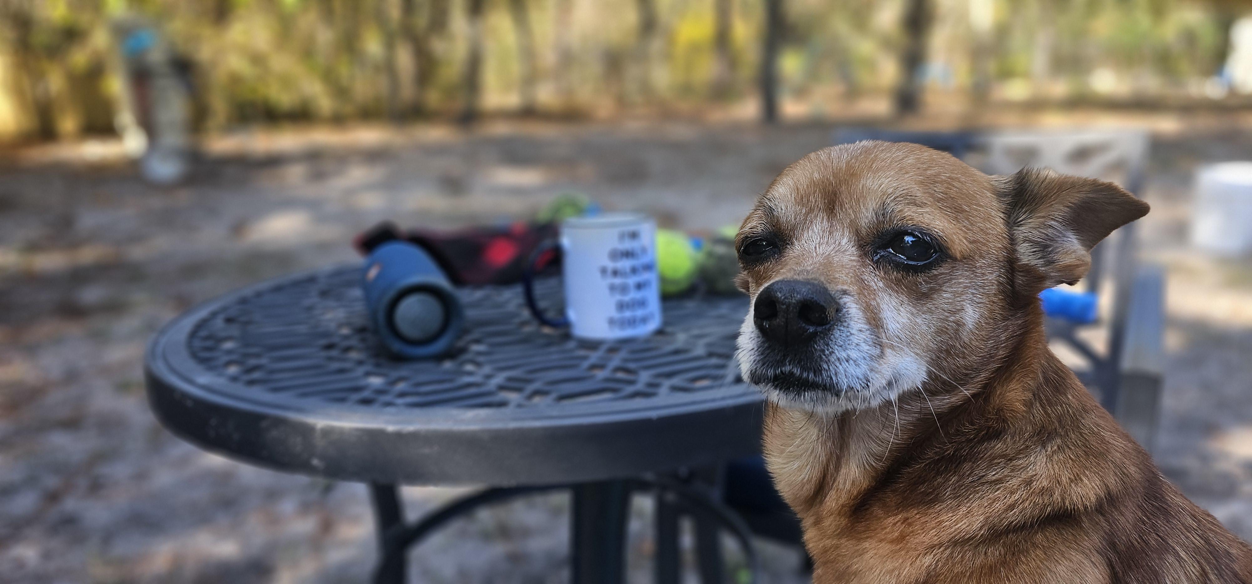 Tater Tot thumbnail 6