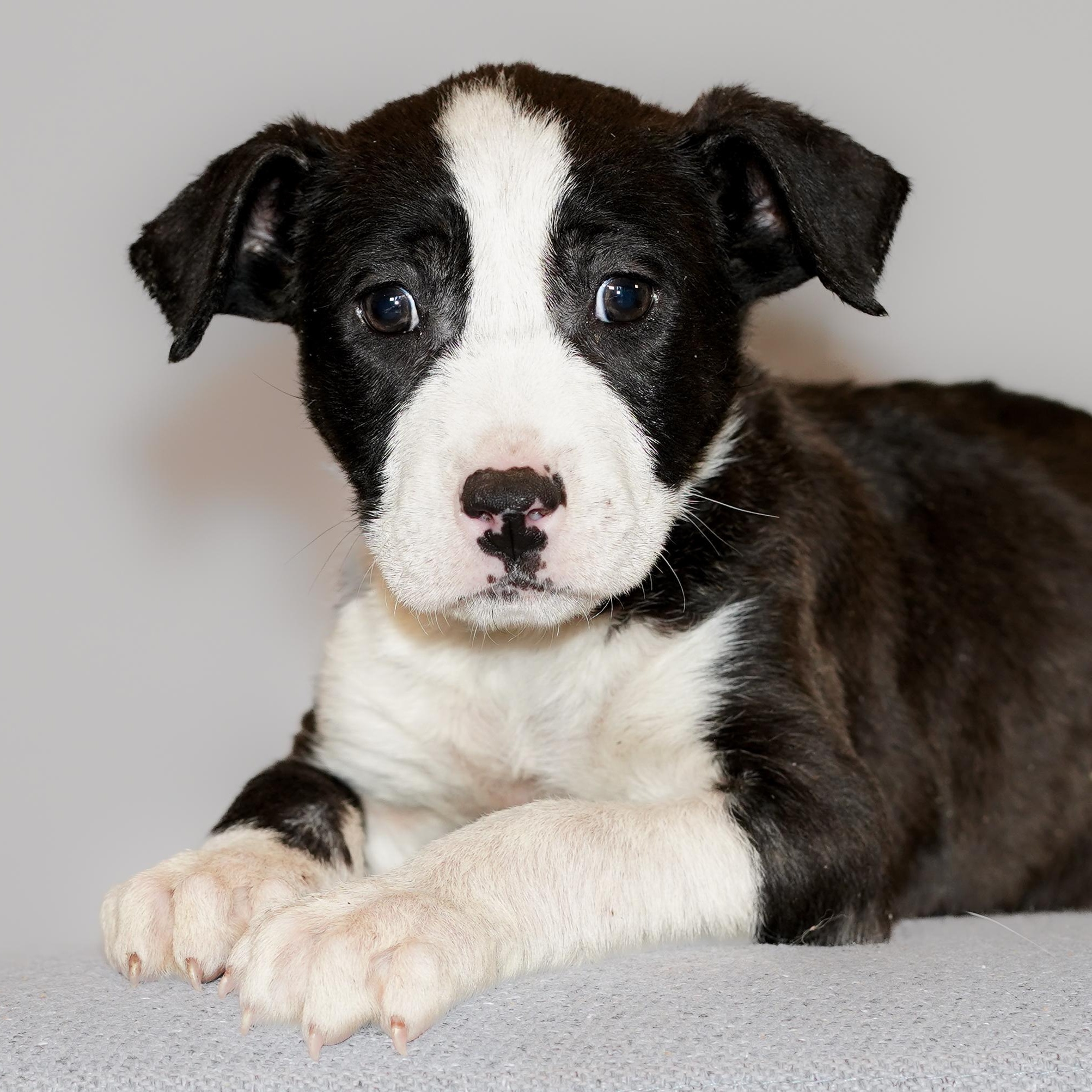 BISCUIT , ADOPTABLE, Puppy Male Black Mouth Cur.