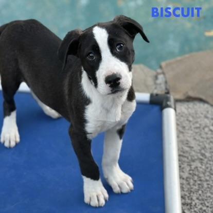 BISCUIT , ADOPTABLE, Puppy Male Black Mouth Cur.
