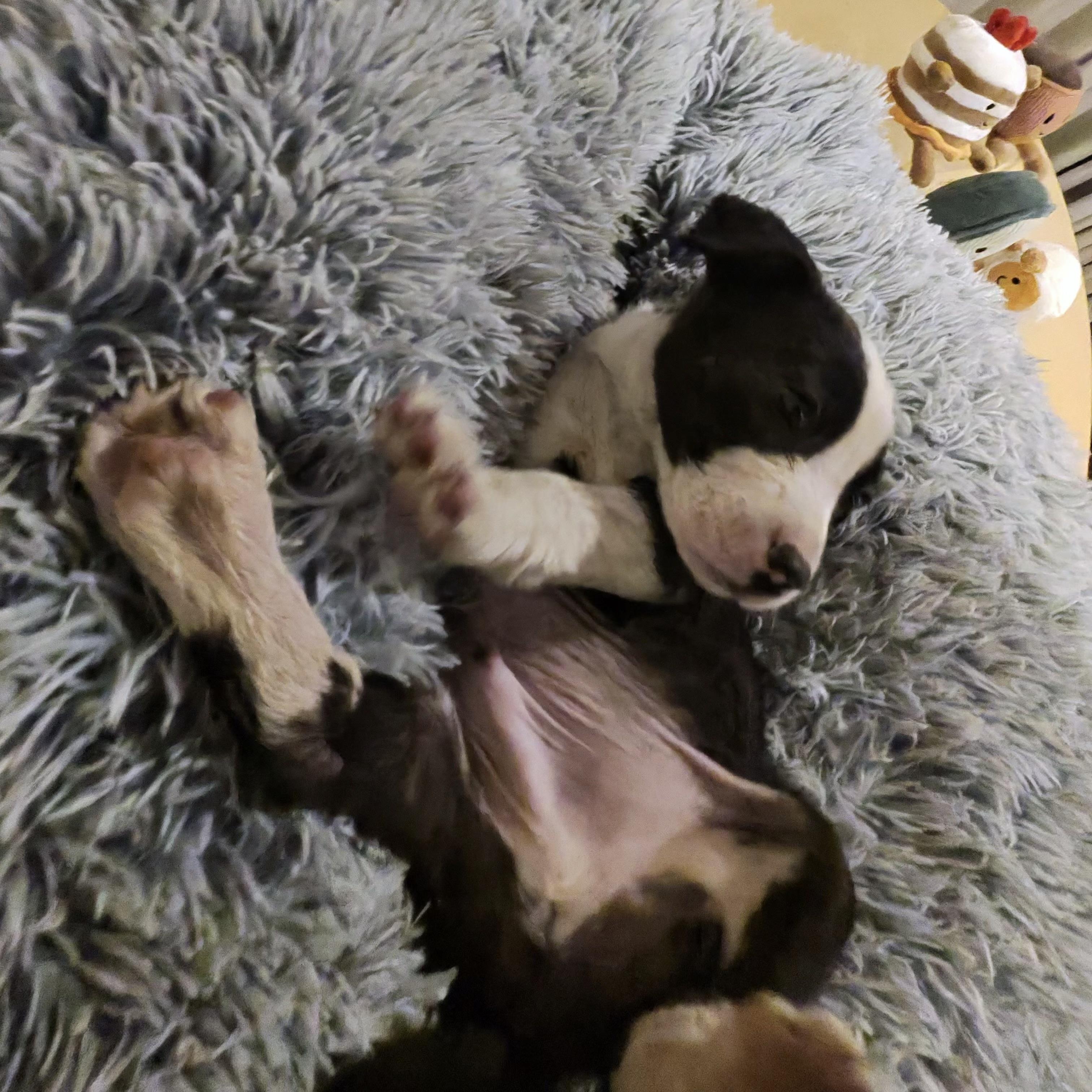 Enlarge BISCUIT , a ADOPTABLE mixed breed in ALBANY , NY image 6/6