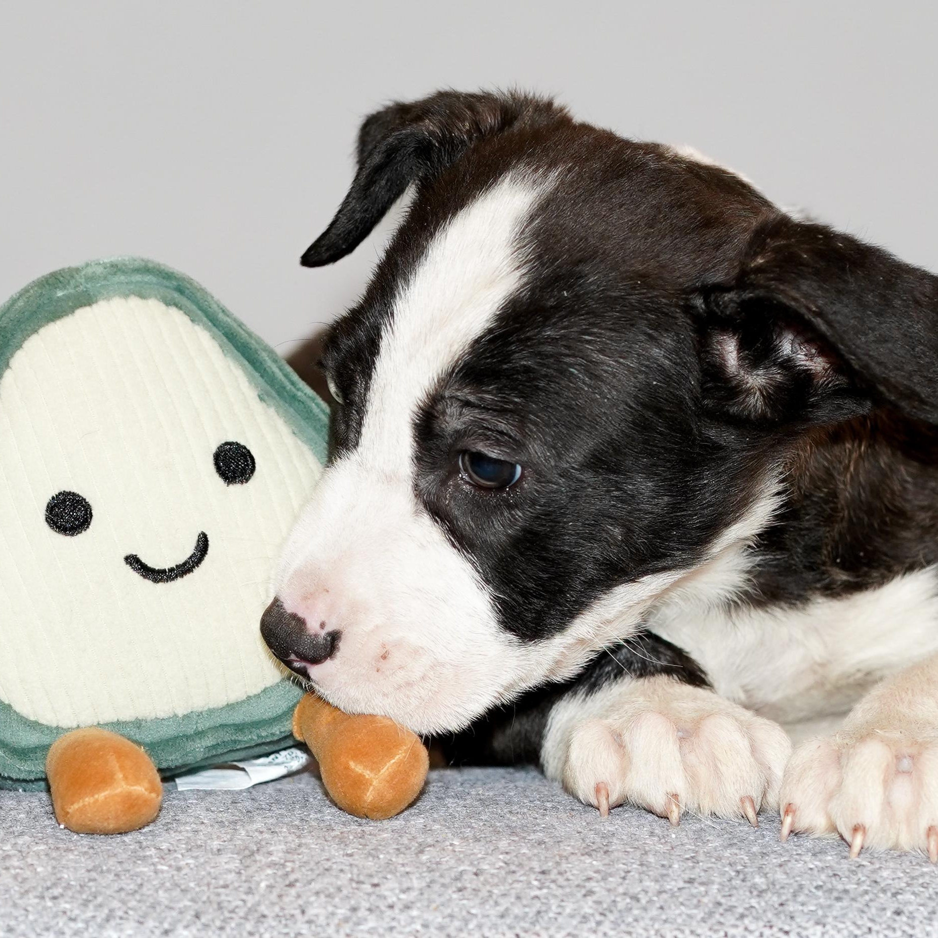 Enlarge BISCUIT , a ADOPTABLE mixed breed in ALBANY , NY image 5/6