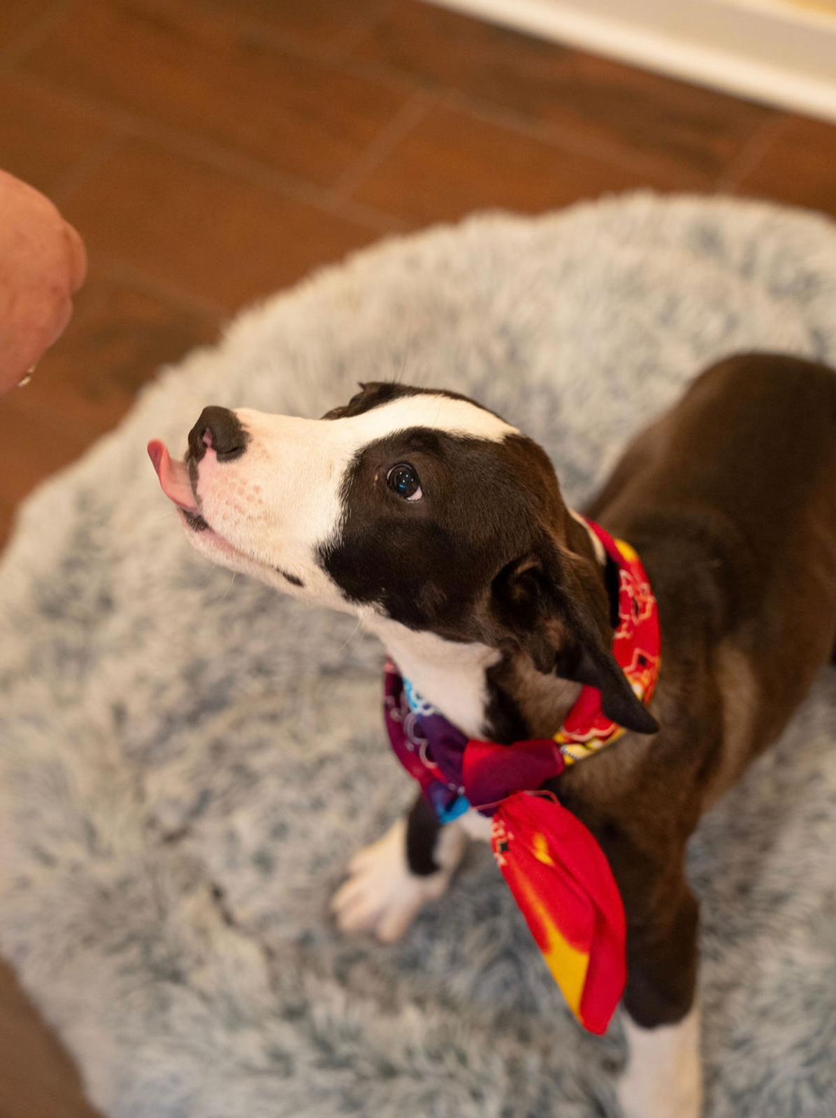 Enlarge BISCUIT , a ADOPTABLE mixed breed in houston, TX image 6/6