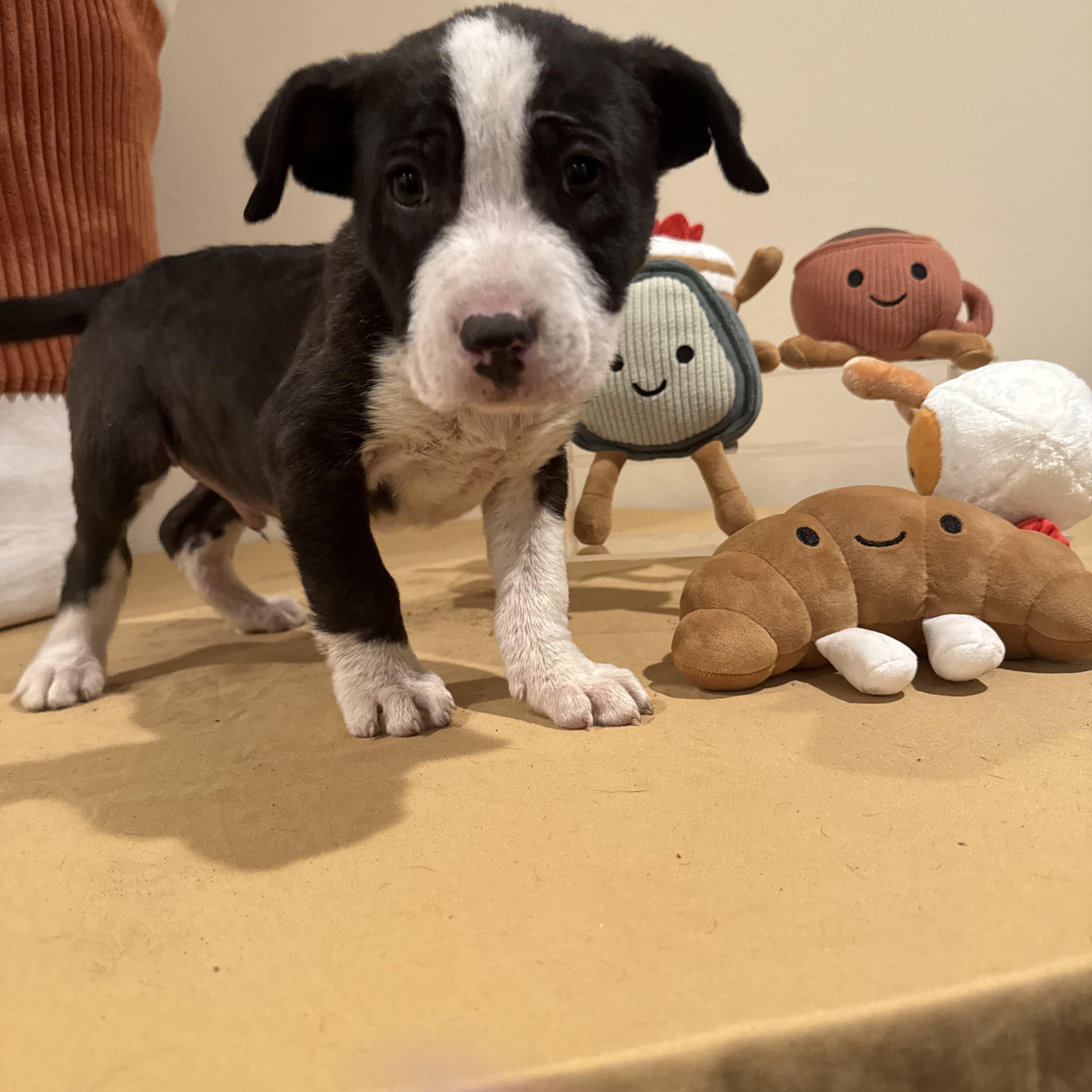 Enlarge BISCUIT , a ADOPTABLE mixed breed in ALBANY , NY image 4/6