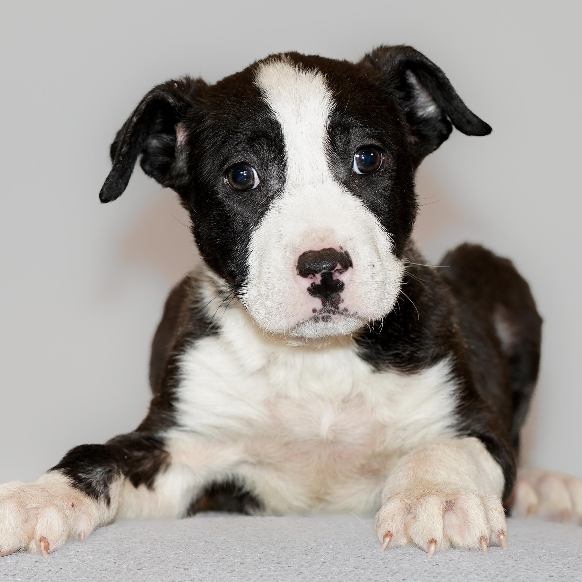 Enlarge BISCUIT , a ADOPTABLE mixed breed in ALBANY , NY image 3/6