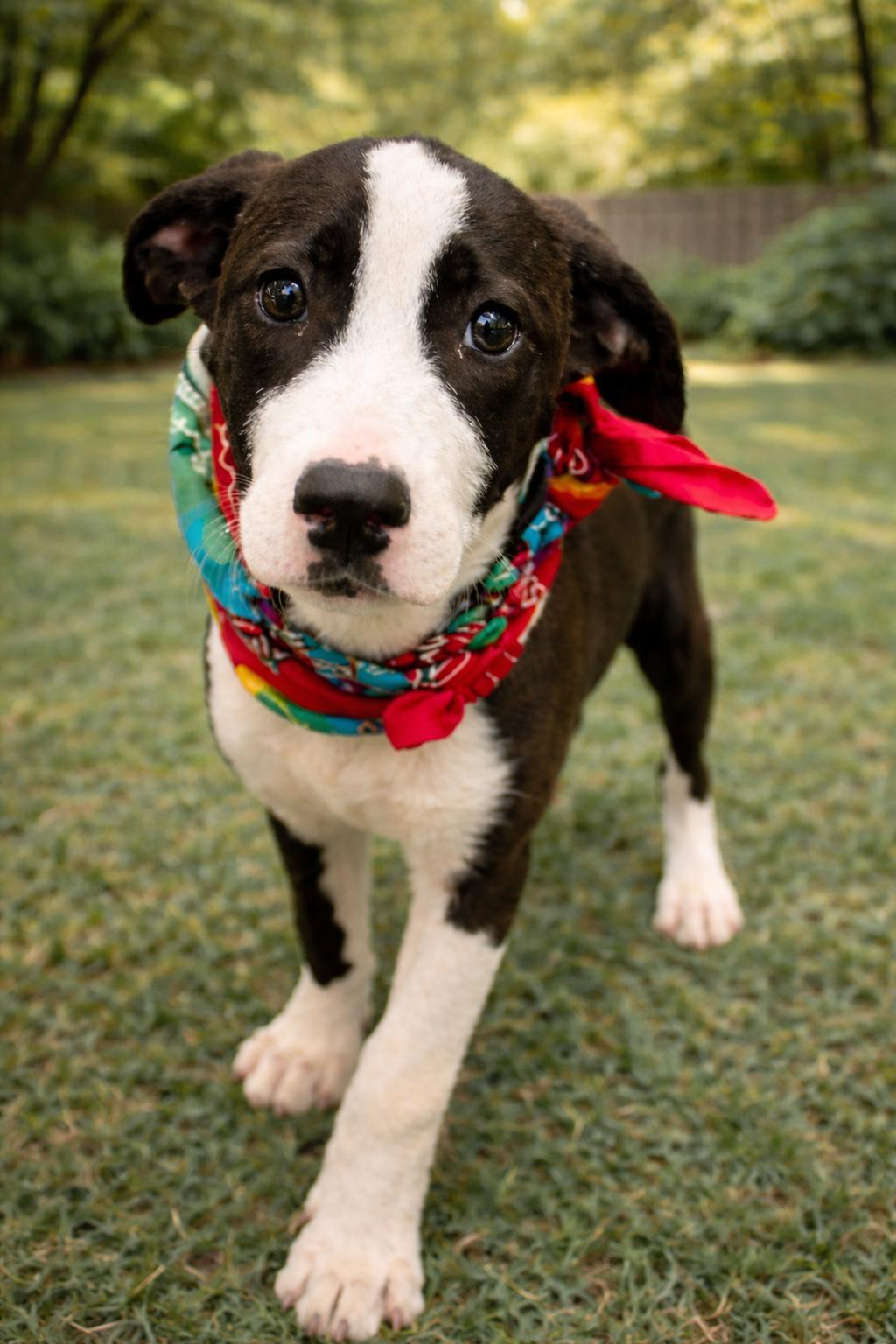 BISCUIT , ADOPTABLE, Puppy Male Black Mouth Cur.