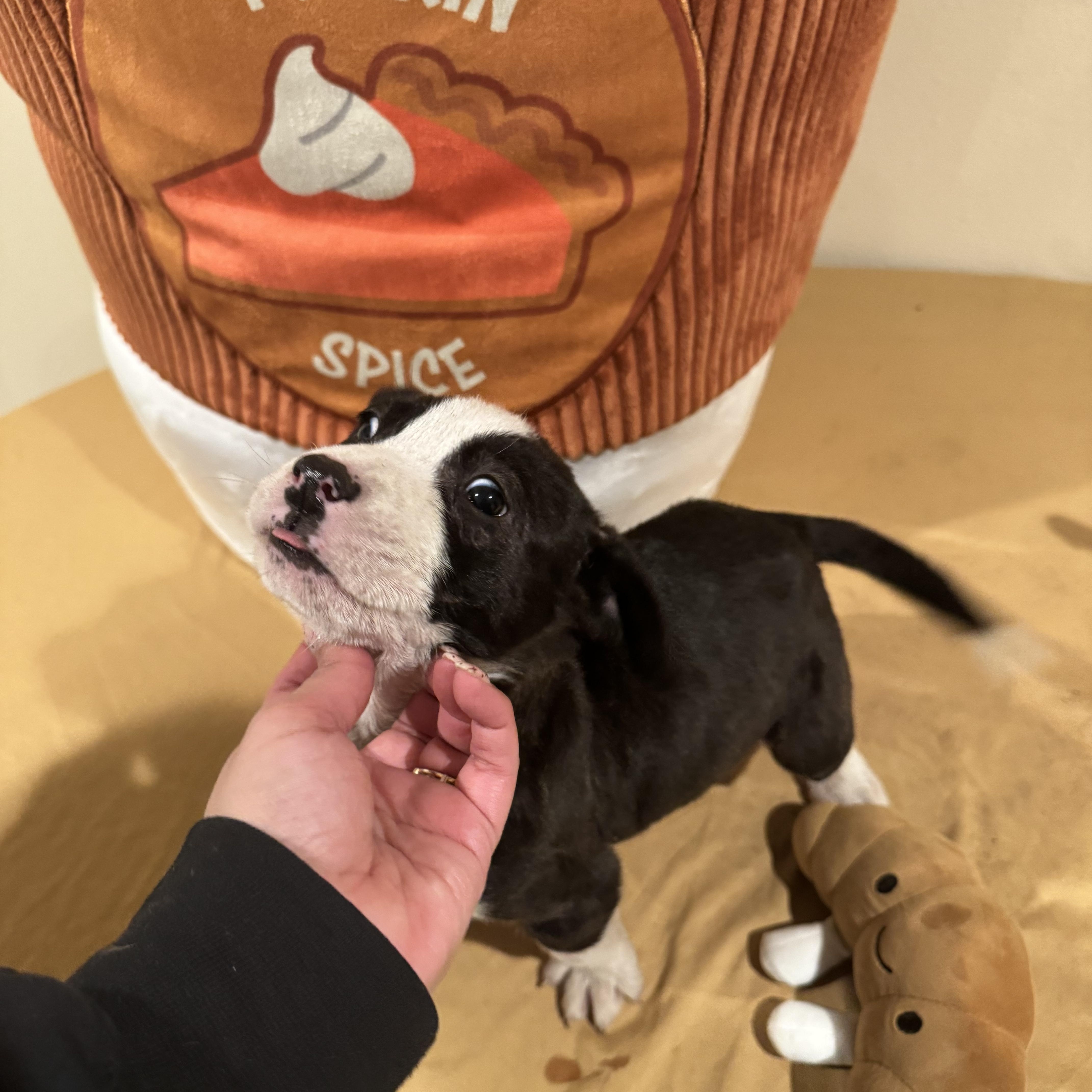 Enlarge BISCUIT , a ADOPTABLE mixed breed in ALBANY , NY image 2/6