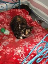 Gloria, ADOPTABLE, Young Female Domestic Short Hair.