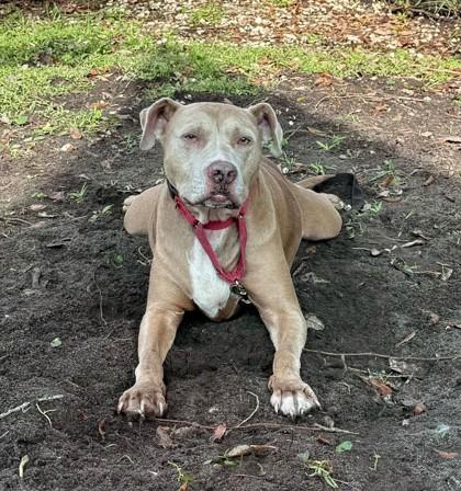 Enlarge MARTHA, an adopted Mixed Breed in Fernandina Beach, FL image 2/2