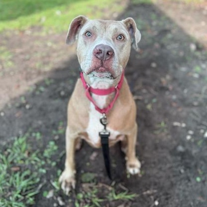 MARTHA, adopted, Adult Female Mixed Breed.