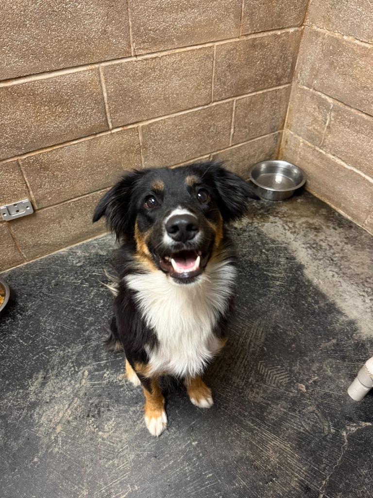 Piper, Adoptable, Young Female Border Collie.