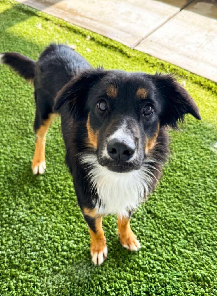 Enlarge Piper, a Adoptable mixed breed in Midland, TX image 2/2
