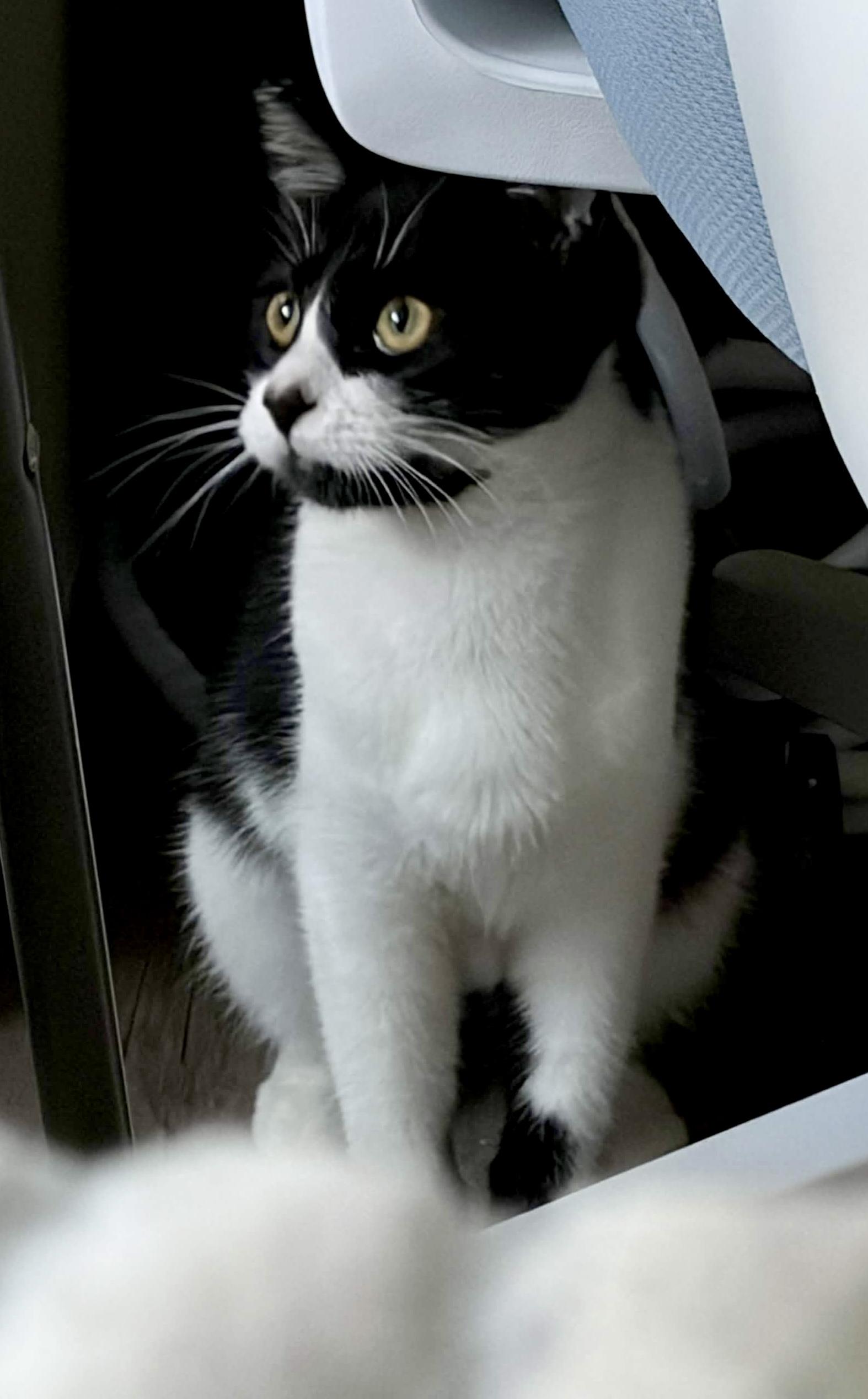 Enlarge Libby, a Adoptable Domestic Short Hair in North Hollywood, CA image 3/6