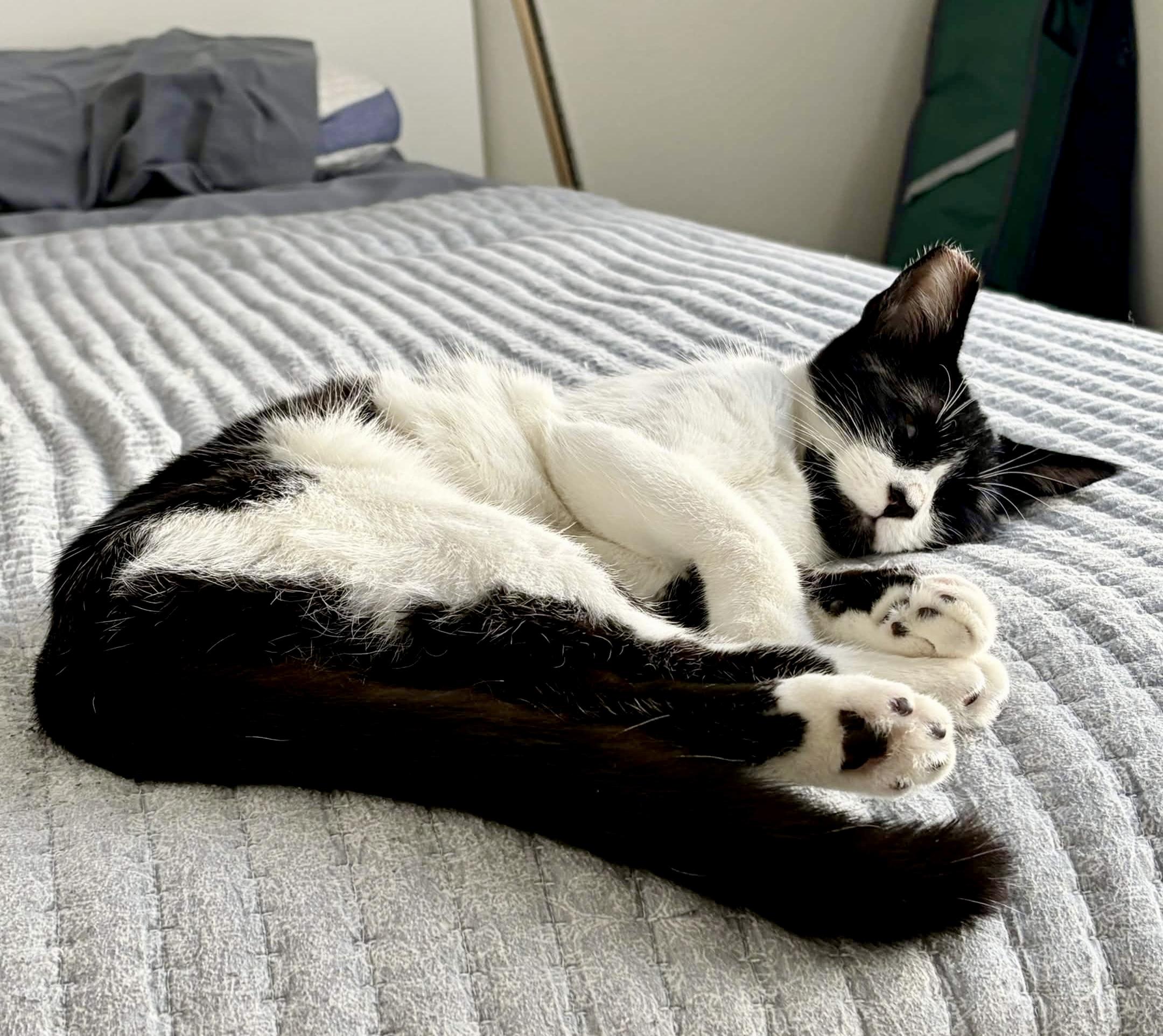 Enlarge Libby, a Adoptable Domestic Short Hair in North Hollywood, CA image 5/6