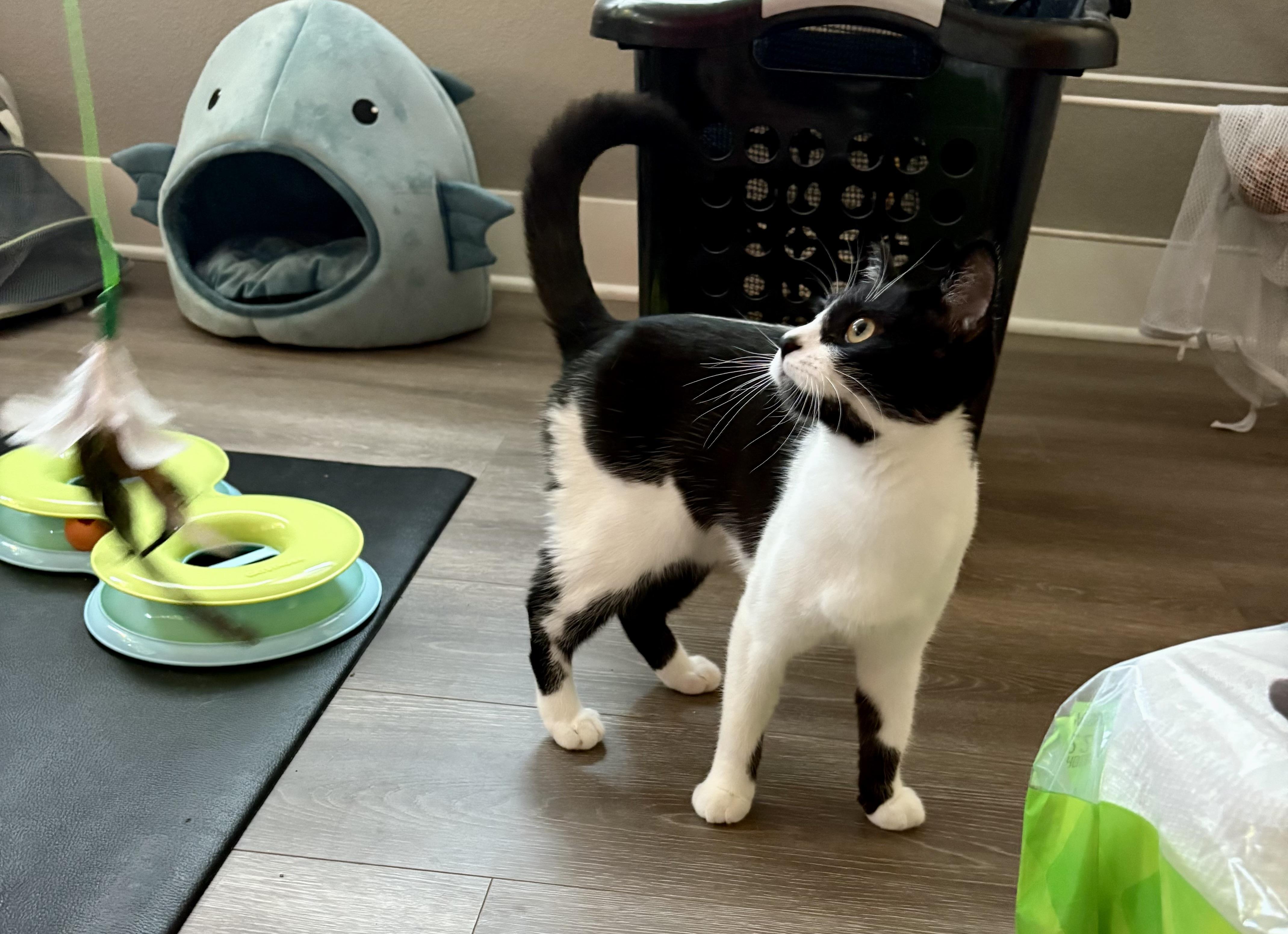 Enlarge Libby, a Adoptable Domestic Short Hair in North Hollywood, CA image 2/6