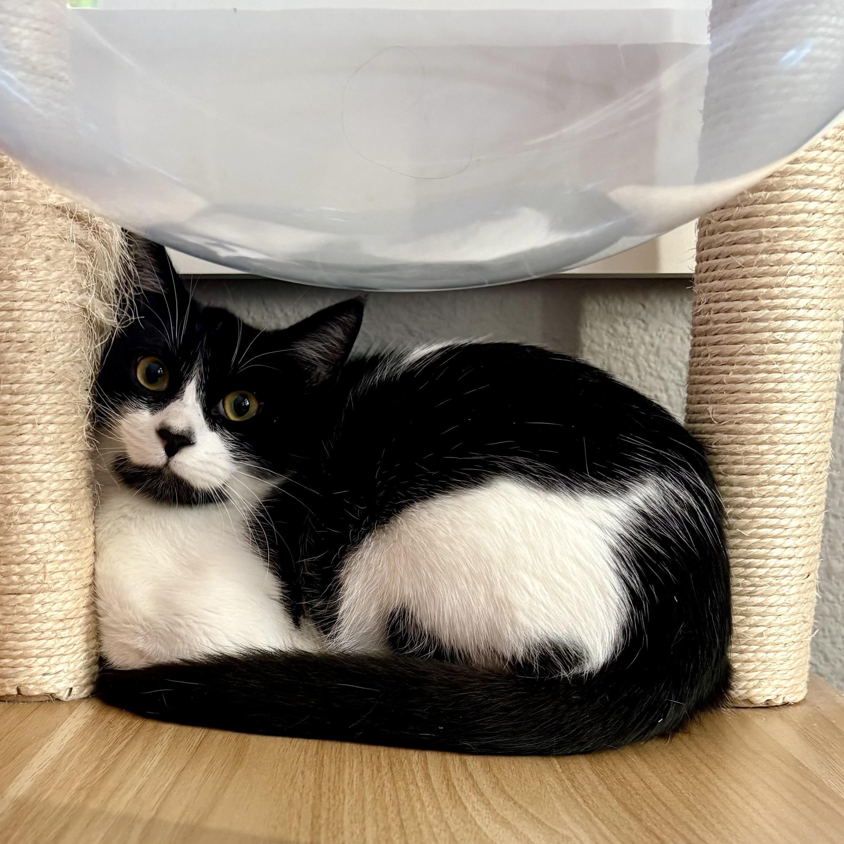 Libby, Adoptable, Young Female Domestic Short Hair.