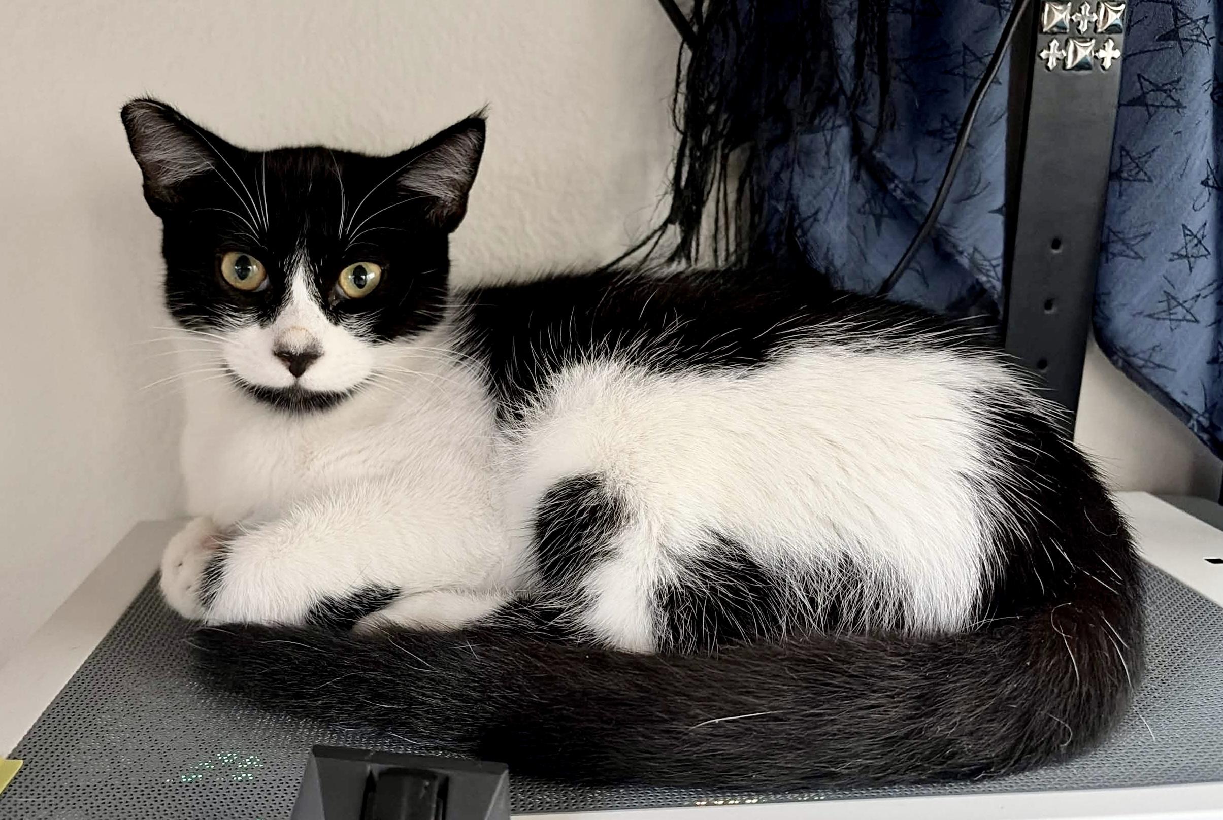 Enlarge Libby, a Adoptable Domestic Short Hair in North Hollywood, CA image 4/6