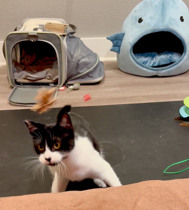 Enlarge Libby, a Adoptable Domestic Short Hair in North Hollywood, CA video 6/6