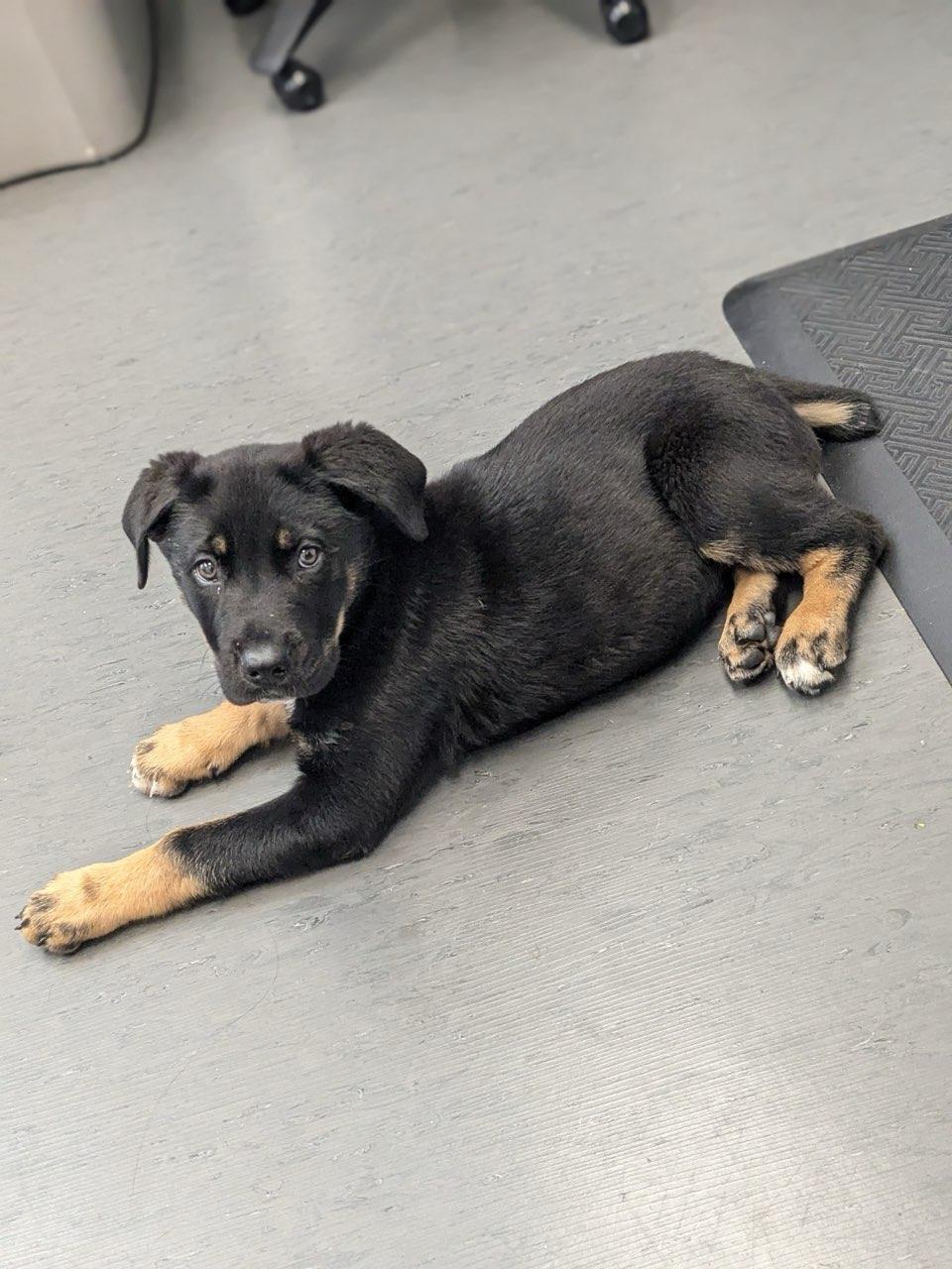 Enlarge Judah, a Adopted mixed breed in San Jose, CA image 1/3