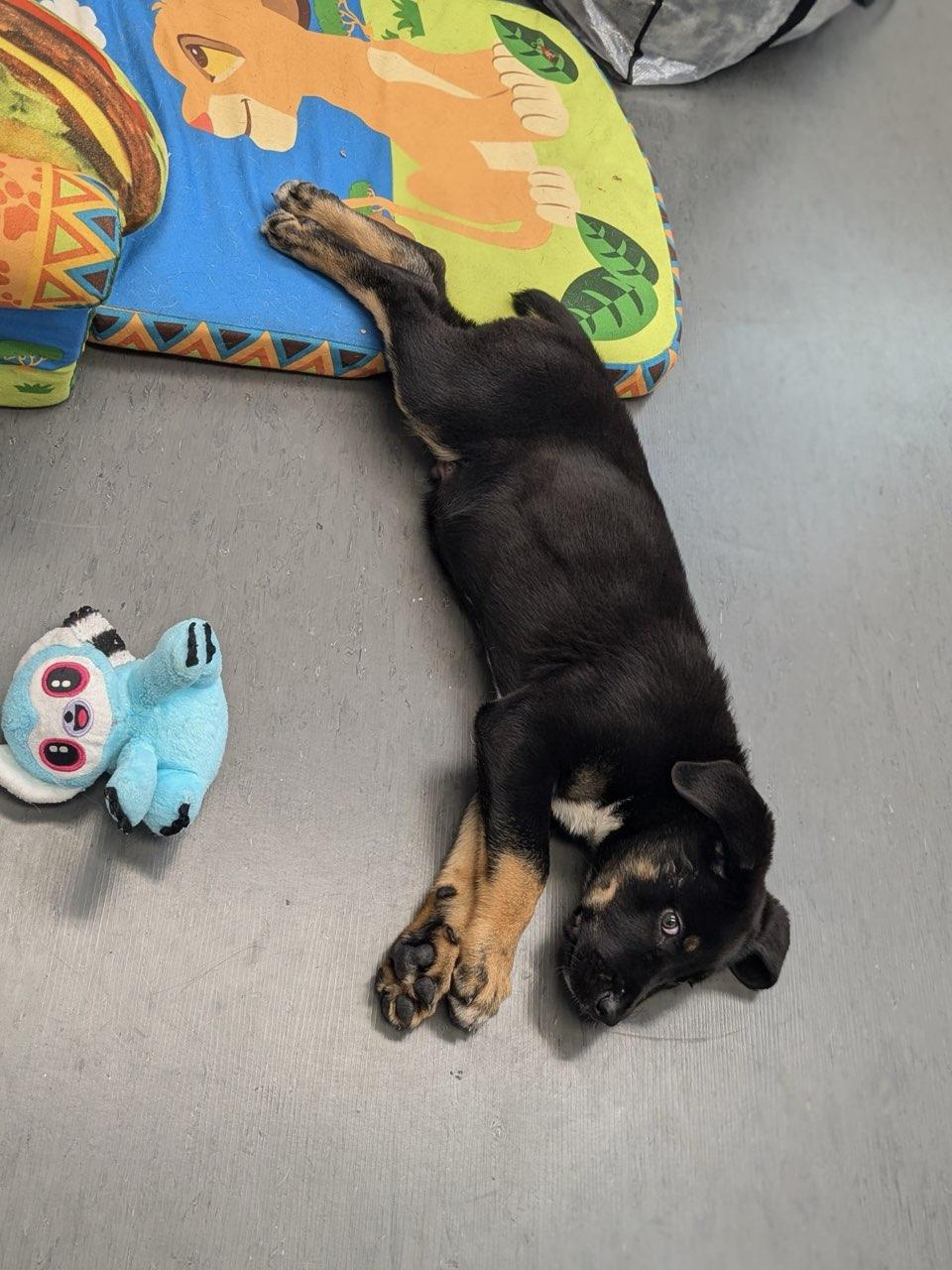 Judah, Adopted, Puppy Male Mixed Breed.