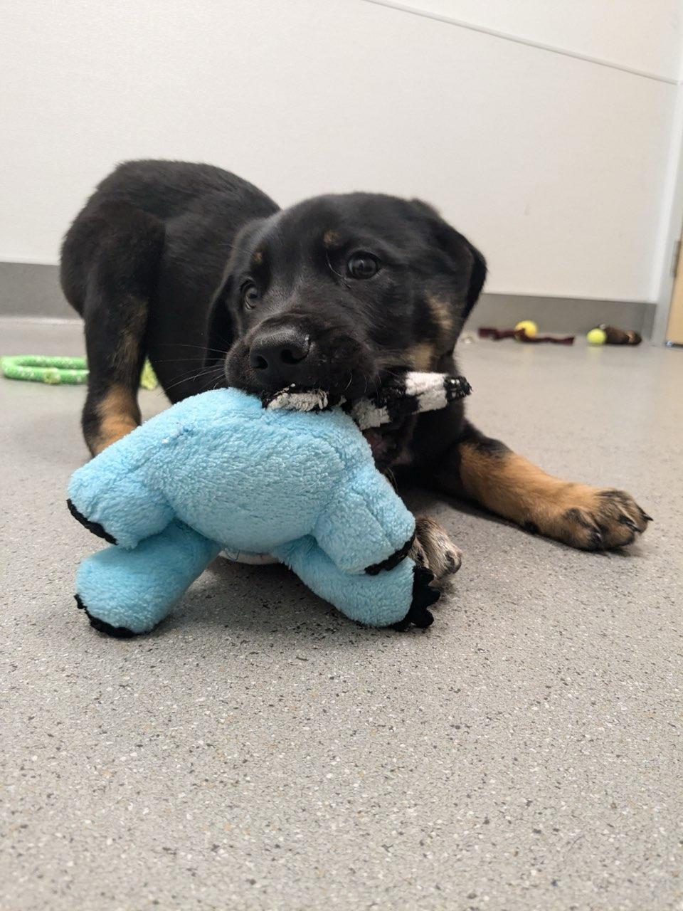 Enlarge Judah, a Adopted mixed breed in San Jose, CA image 3/3