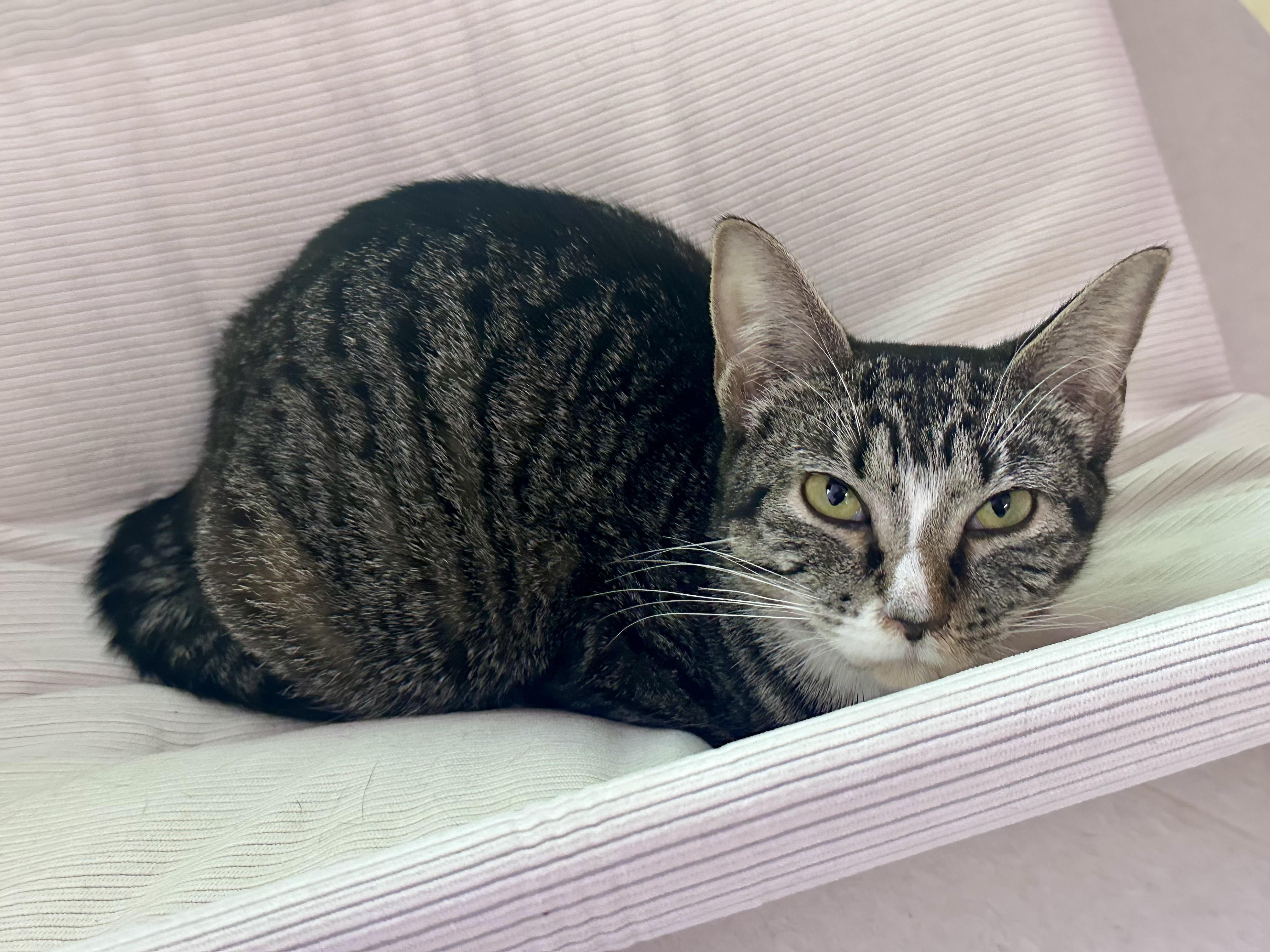 Evergreen , a ADOPTABLE Tabby in Bethel, CT image 6/6