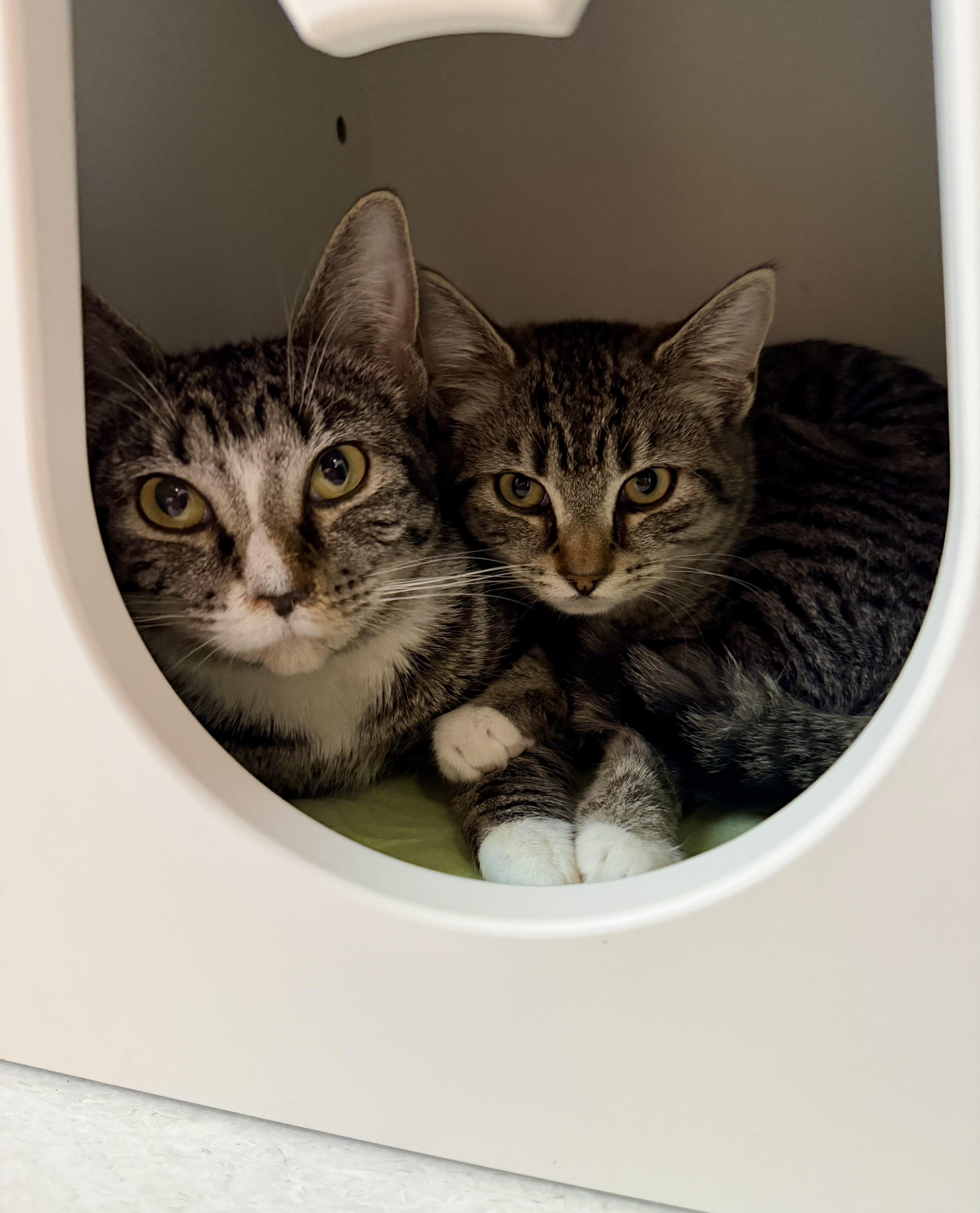 Evergreen , a ADOPTABLE Tabby in Bethel, CT image 5/6