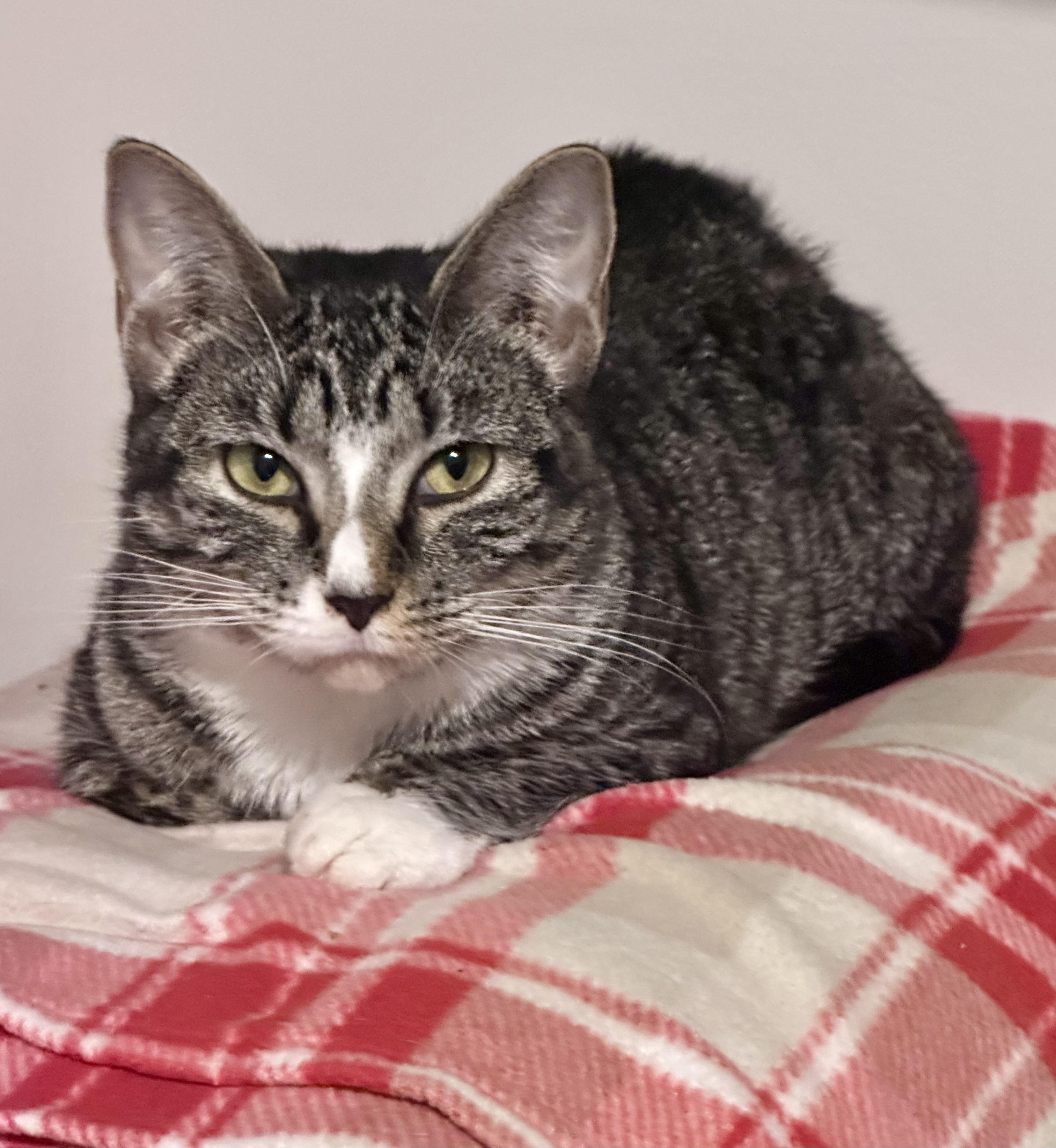 Evergreen , a ADOPTABLE Tabby in Bethel, CT image 4/6