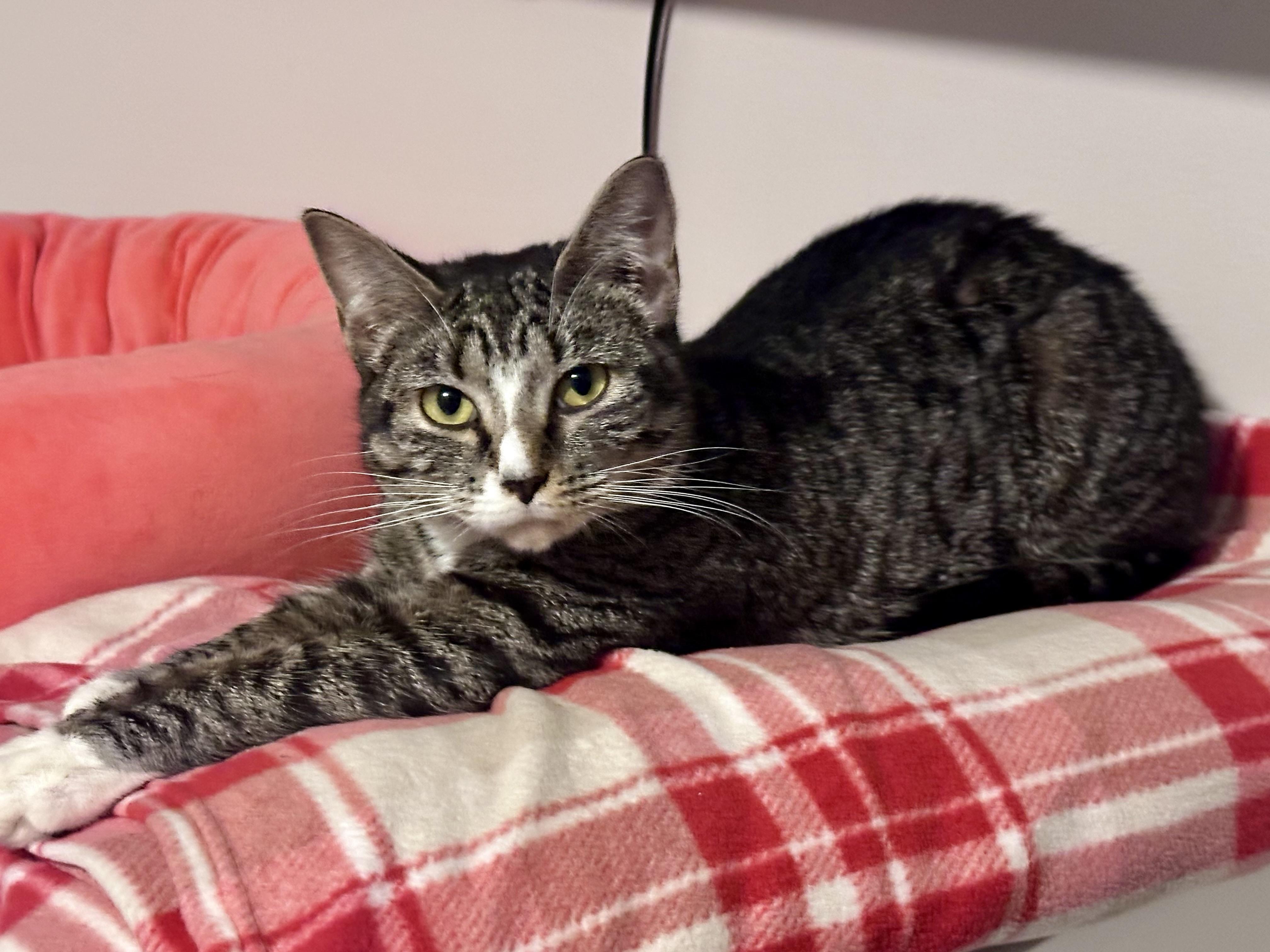 Evergreen , a ADOPTABLE Tabby in Bethel, CT image 2/6