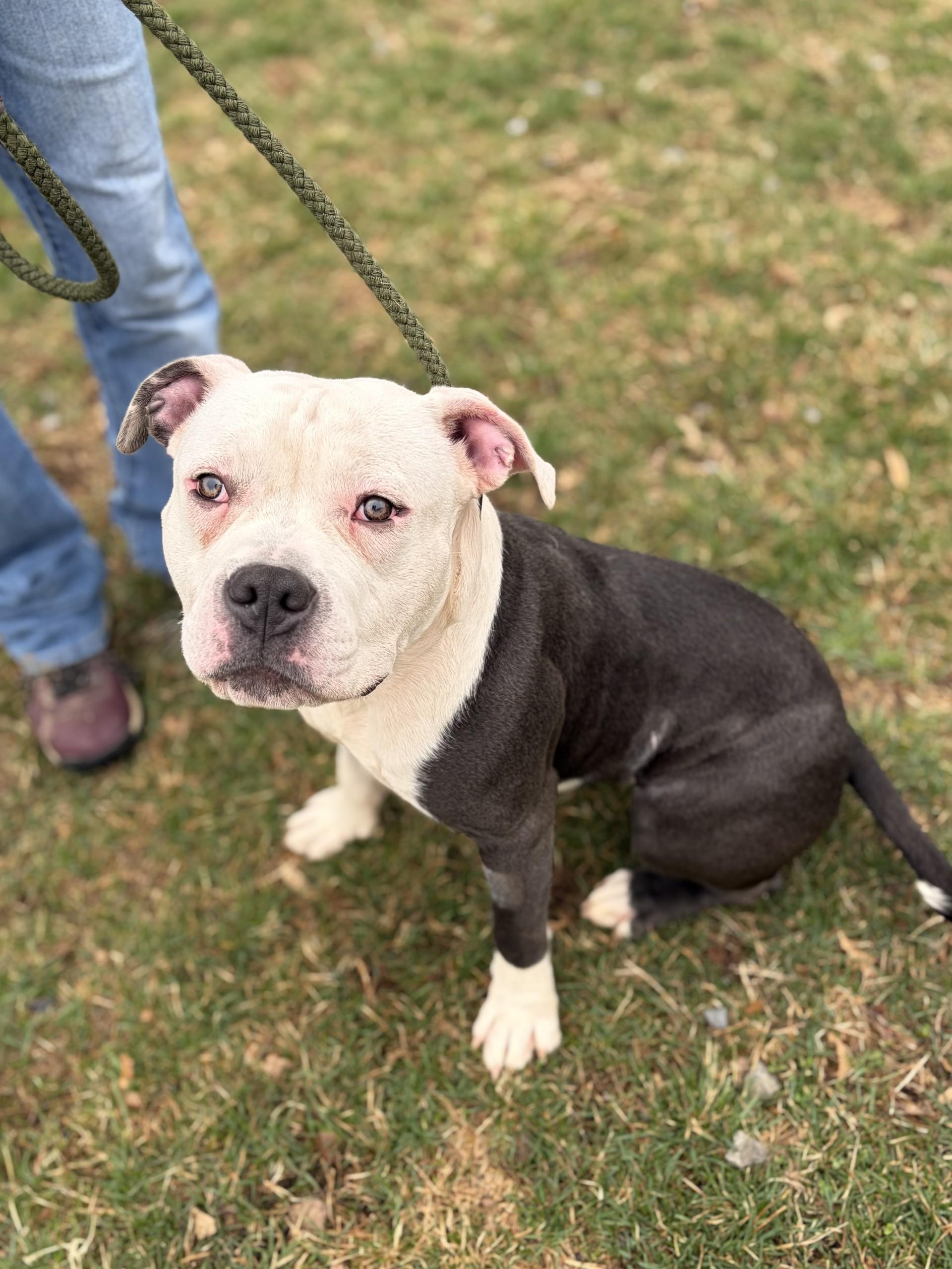 Andy, ADOPTABLE, Adult Male Pit Bull Terrier.