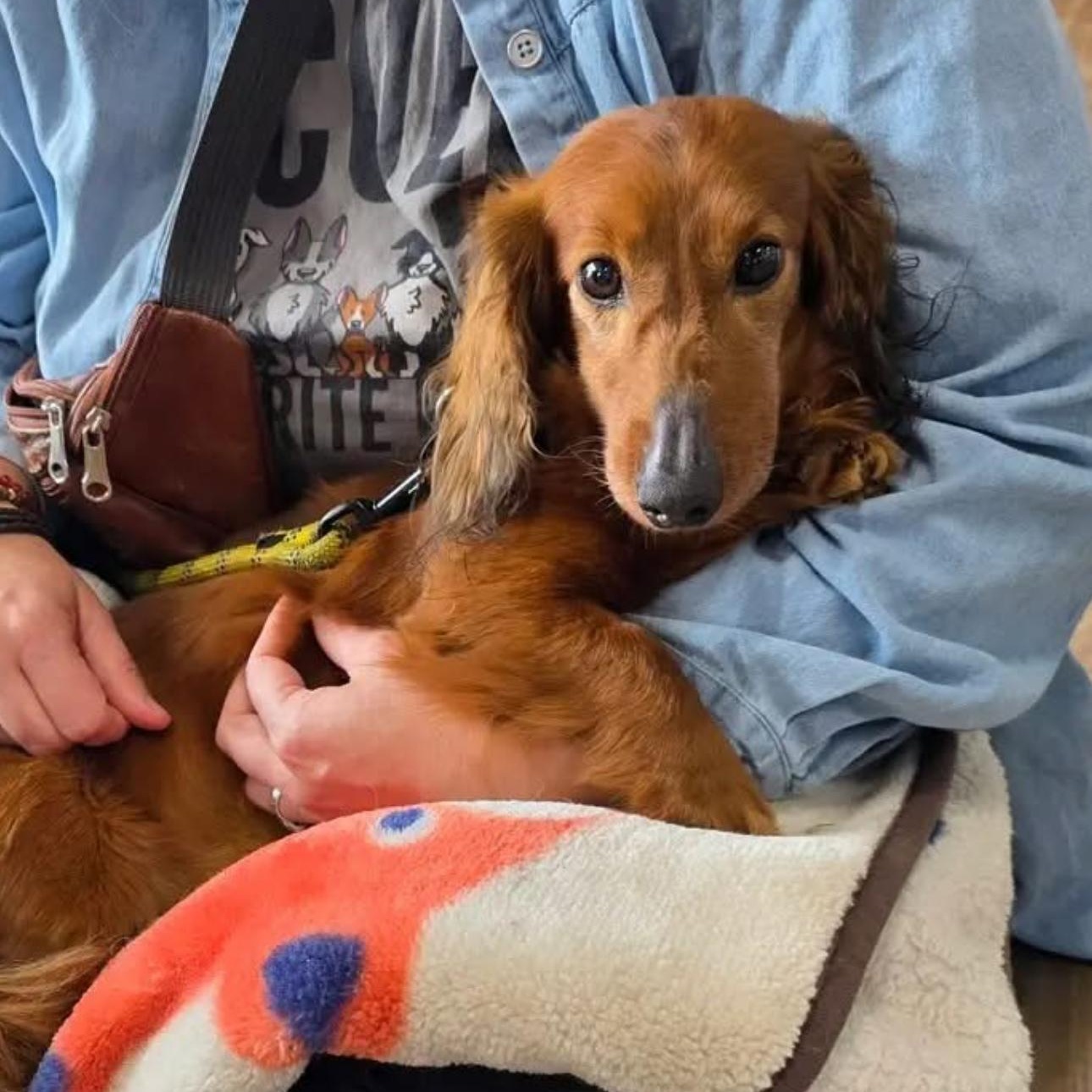 Enlarge 2148 Duke, an adopted Dachshund in Springfield, MO image 3/3